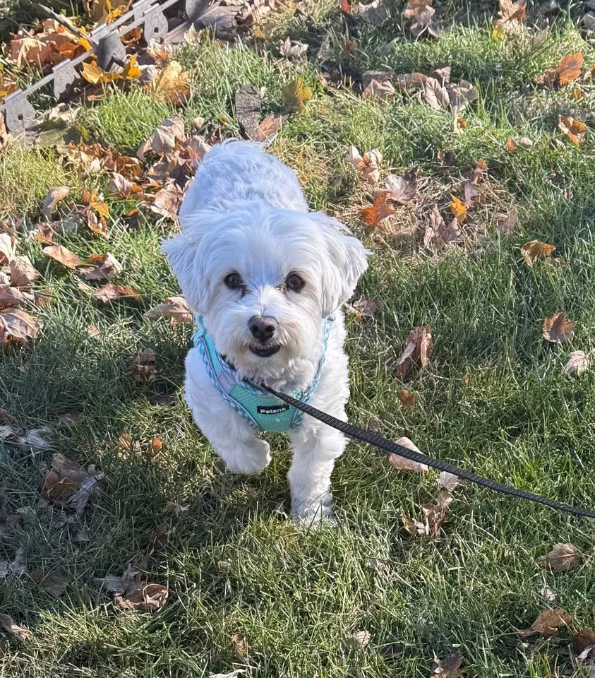 Enlarge Annie, a Adoptable Maltese in North Freedom, WI image 3/4