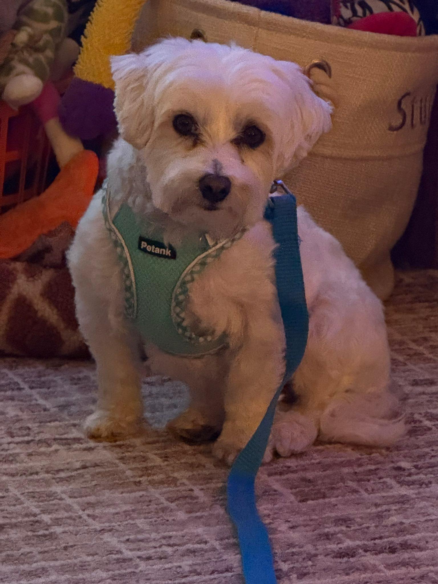 Enlarge Annie, a Adoptable Maltese in North Freedom, WI image 4/4