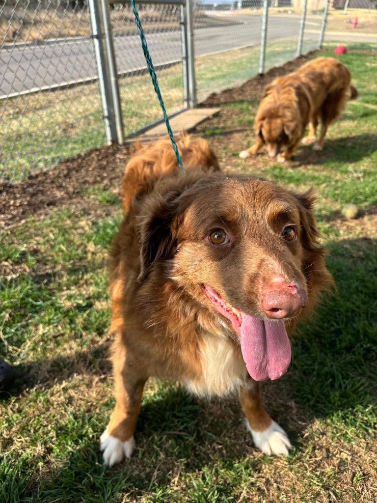 Possum, Adoptable, Adult Male Australian Shepherd.