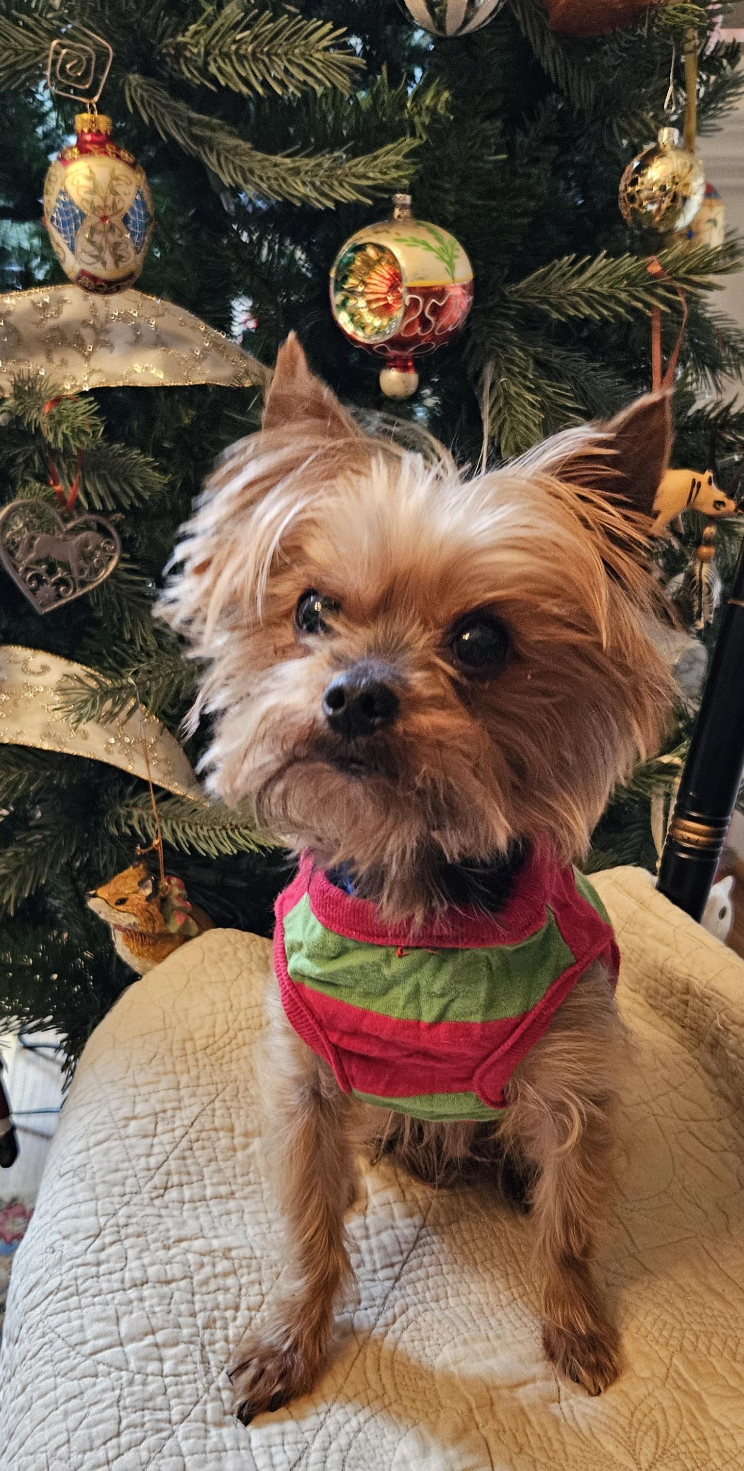 Enlarge Timmy, an adoptable Yorkshire Terrier in Raleigh, NC image 2/4