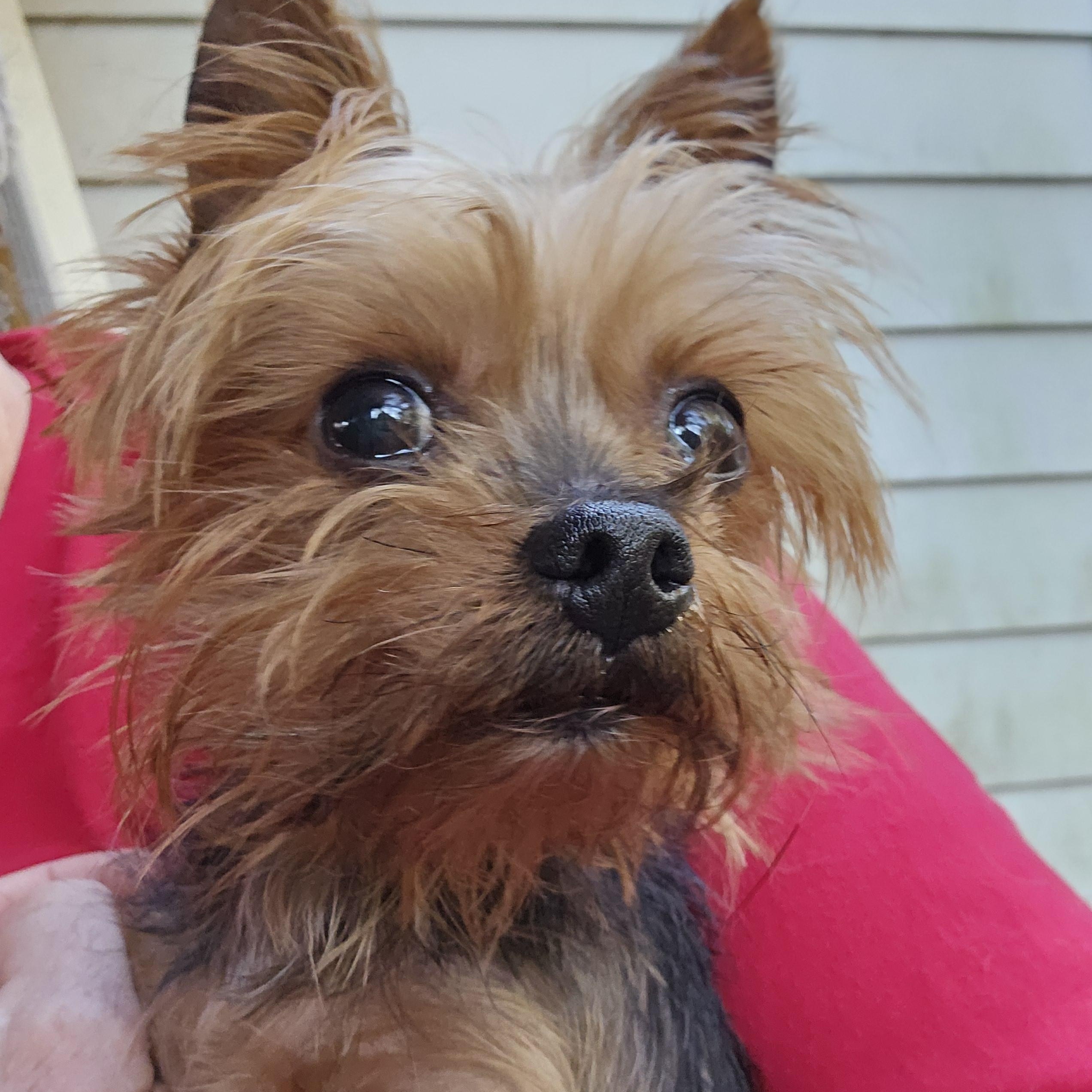 Enlarge Timmy, an adoptable Yorkshire Terrier in Raleigh, NC image 1/1