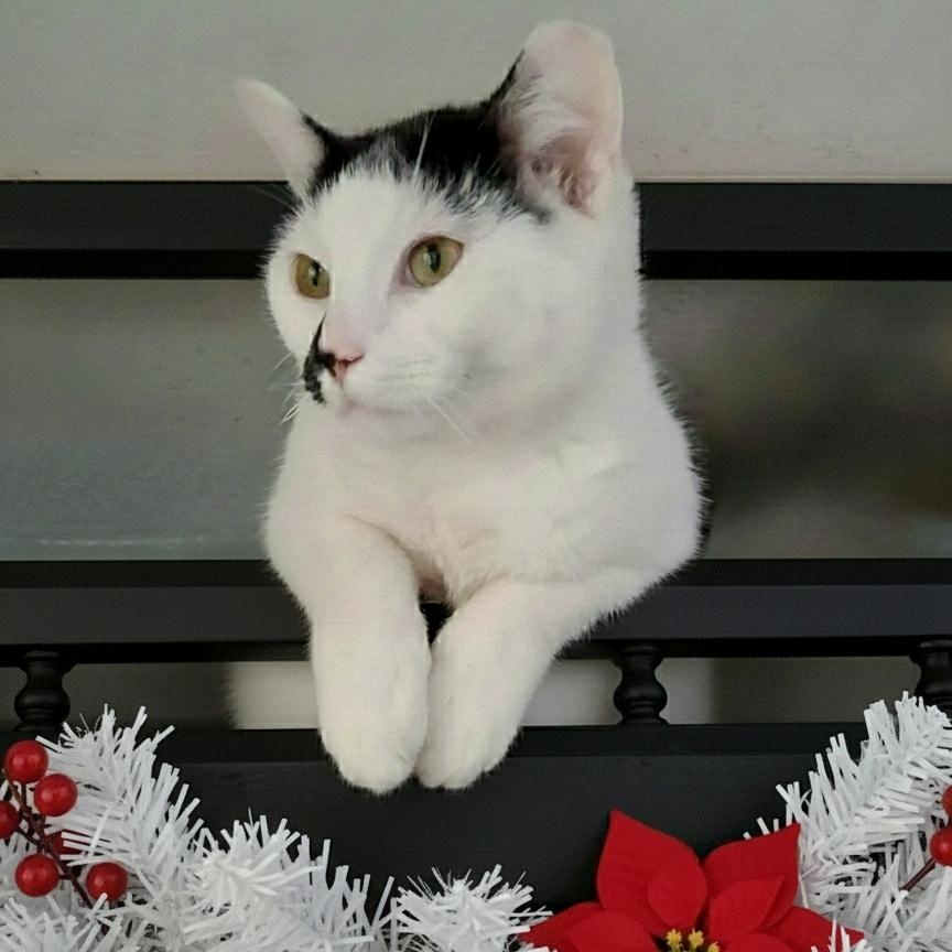 Joey, adoptable, Young Male Domestic Short Hair.