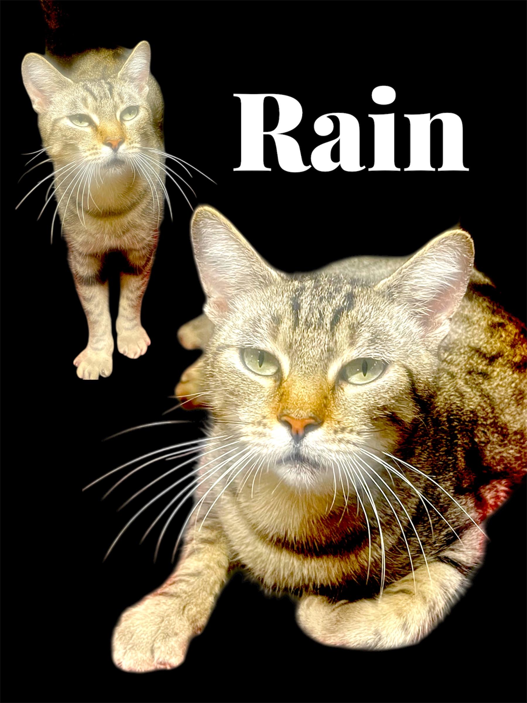 Enlarge Rain, a ADOPTABLE Domestic Short Hair in Auburn, CA image 1/1