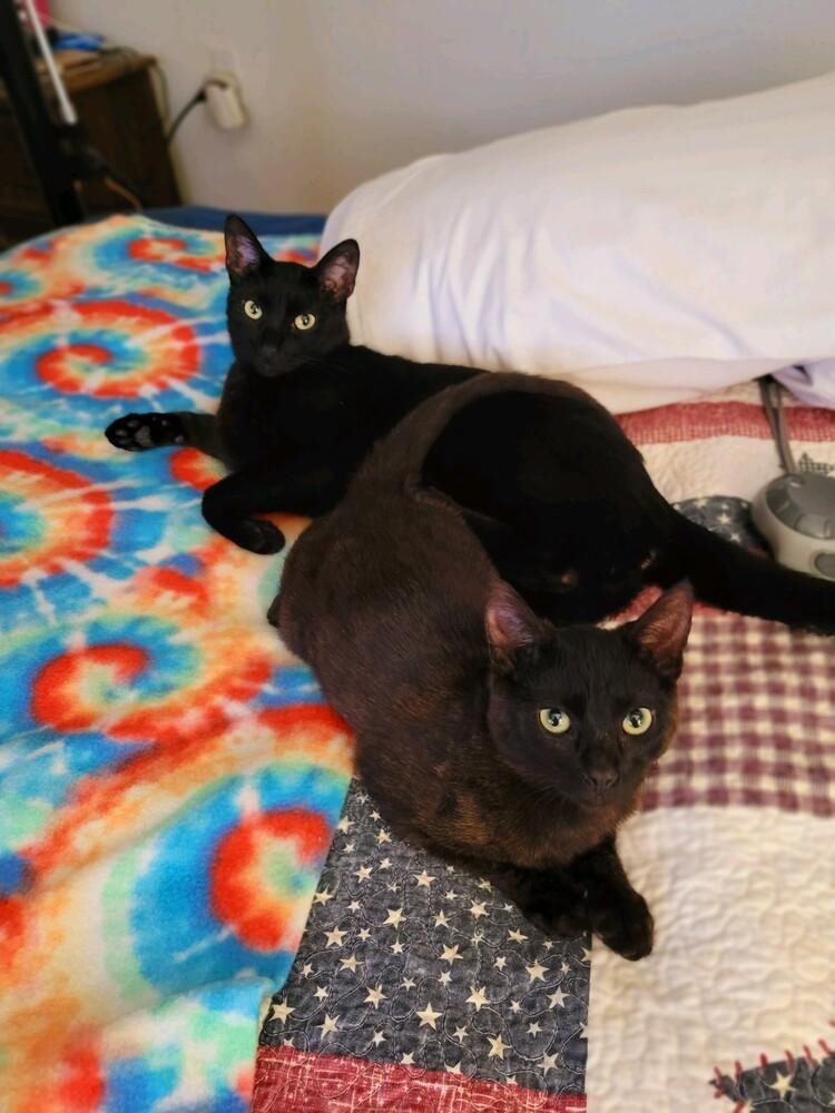 Baggins, Adoptable, Adult Male Domestic Short Hair.