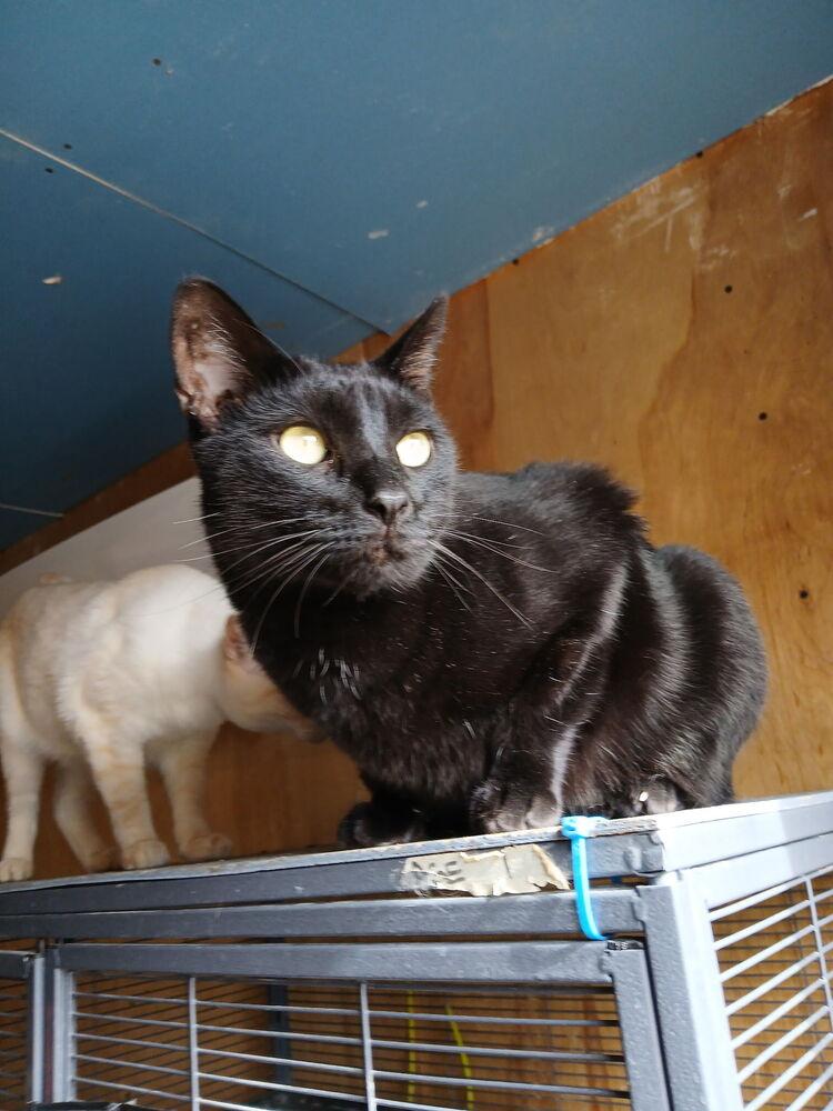 Baggins, a Adoptable Domestic Short Hair in Thatcher, AZ image 2/2