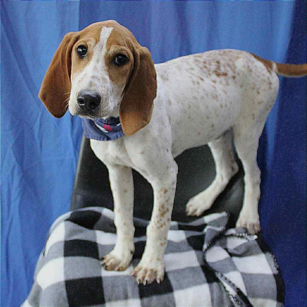 Ambrose in NH! Come Meet our Adoptable Dogs Wednesday-Saturday. More info in Bio!, ADOPTABLE, Puppy Male Hound.