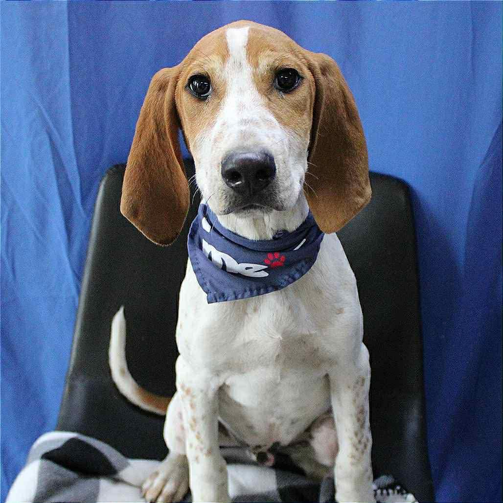 Ambrose in NH! Come Meet our Adoptable Dogs Wednesday-Saturday. More info in Bio!, a ADOPTABLE mixed breed in Manchester, NH image 2/6