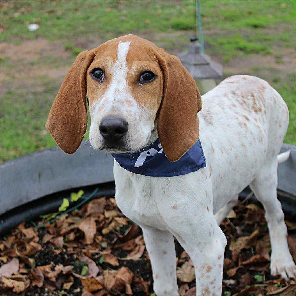 Ambrose in NH! Come Meet our Adoptable Dogs Wednesday-Saturday. More info in Bio!, a ADOPTABLE mixed breed in Manchester, NH image 3/6