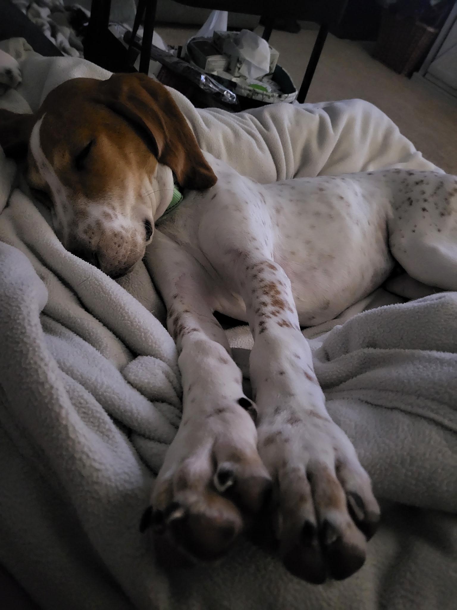 Ambrose in NH! Come Meet our Adoptable Dogs Wednesday-Saturday. More info in Bio!, ADOPTABLE, Puppy Male Hound.