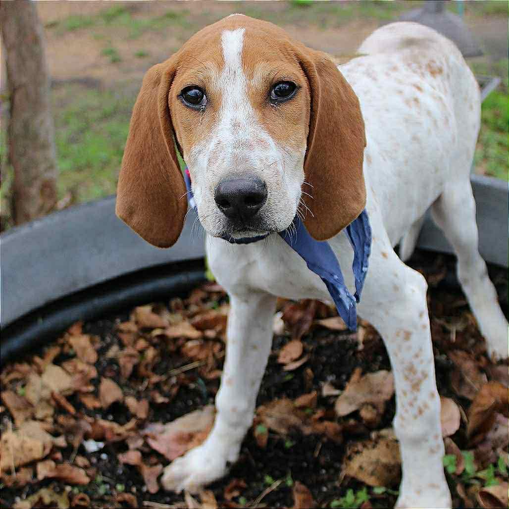 Ambrose in NH! Come Meet our Adoptable Dogs Wednesday-Saturday. More info in Bio!, a ADOPTABLE mixed breed in Manchester, NH image 4/6