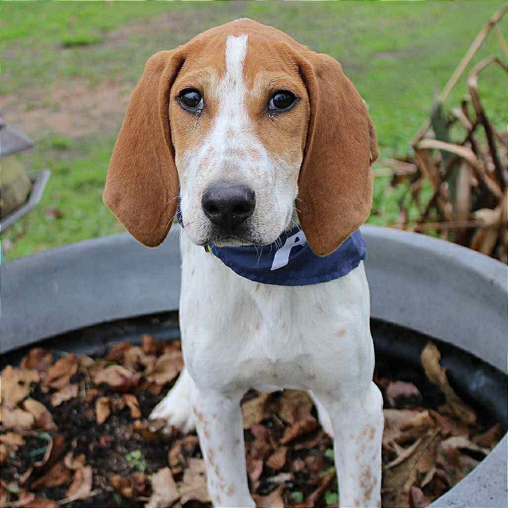 Ambrose in NH! Come Meet our Adoptable Dogs Wednesday-Saturday. More info in Bio!, a ADOPTABLE mixed breed in Manchester, NH image 5/6