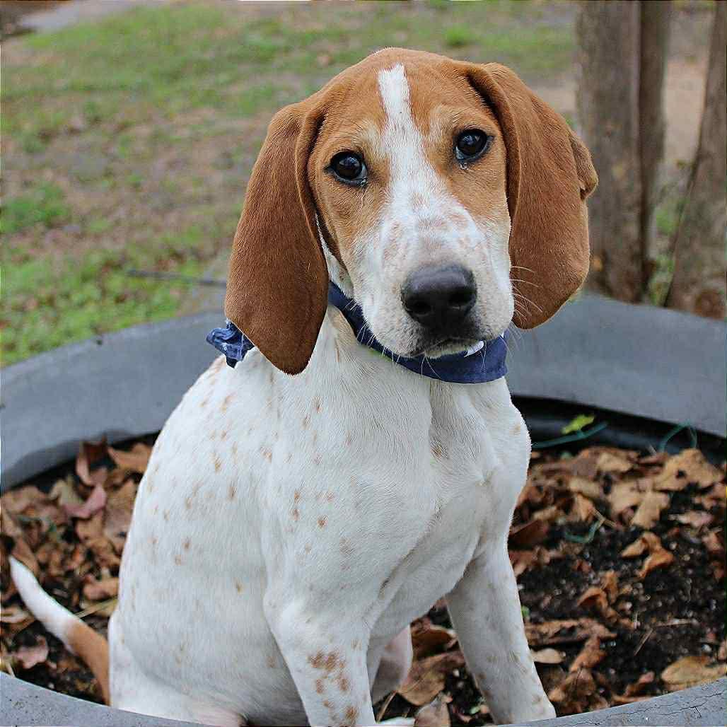 Ambrose in NH! Come Meet our Adoptable Dogs Wednesday-Saturday. More info in Bio!, a ADOPTABLE mixed breed in Manchester, NH image 6/6