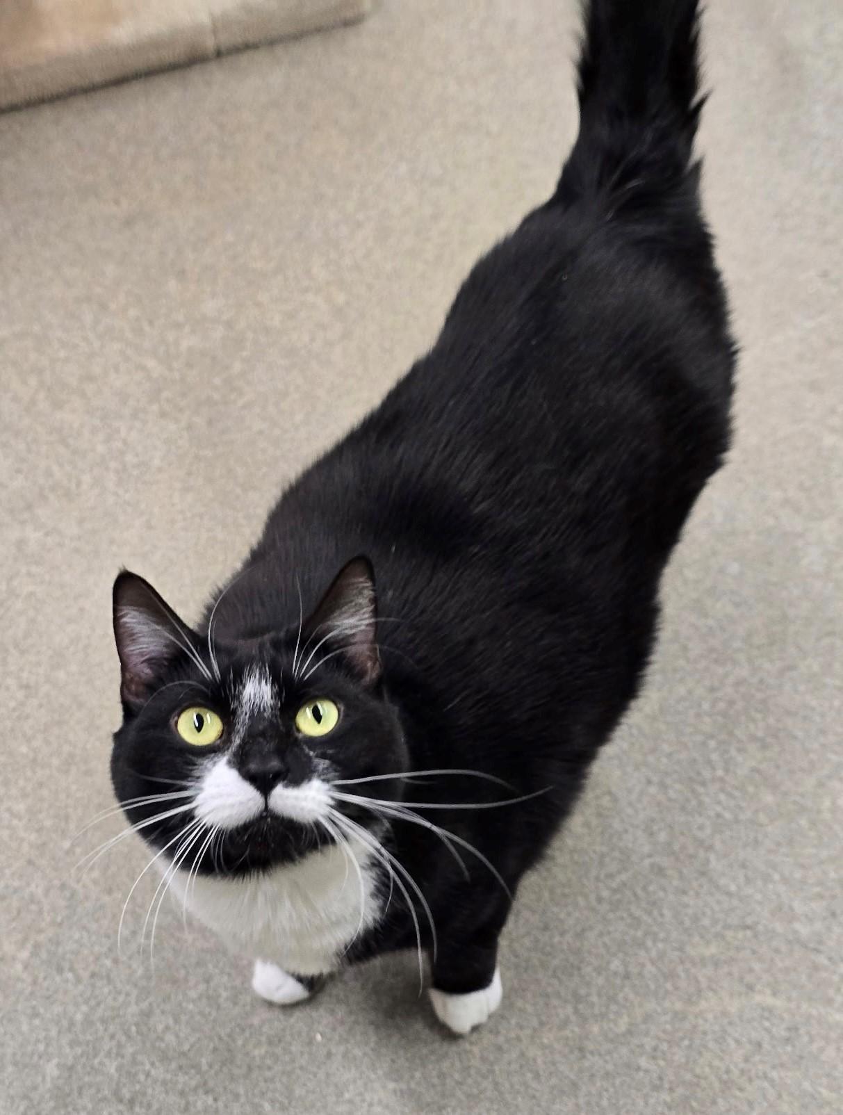 Jam, ADOPTABLE, Adult Female Domestic Short Hair.