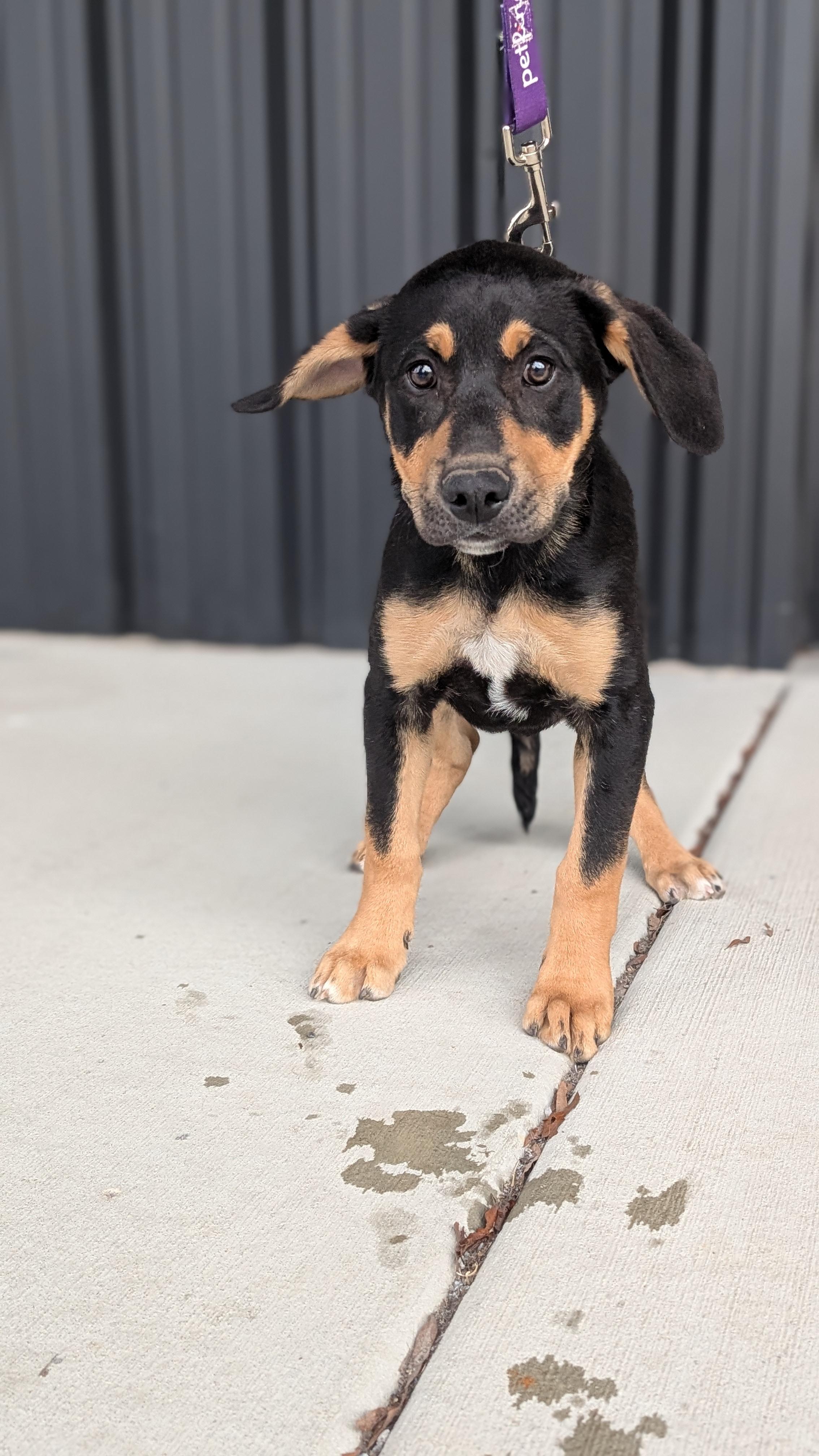 Enlarge Crater, a Adoptable mixed breed in Joppa, AL image 4/4