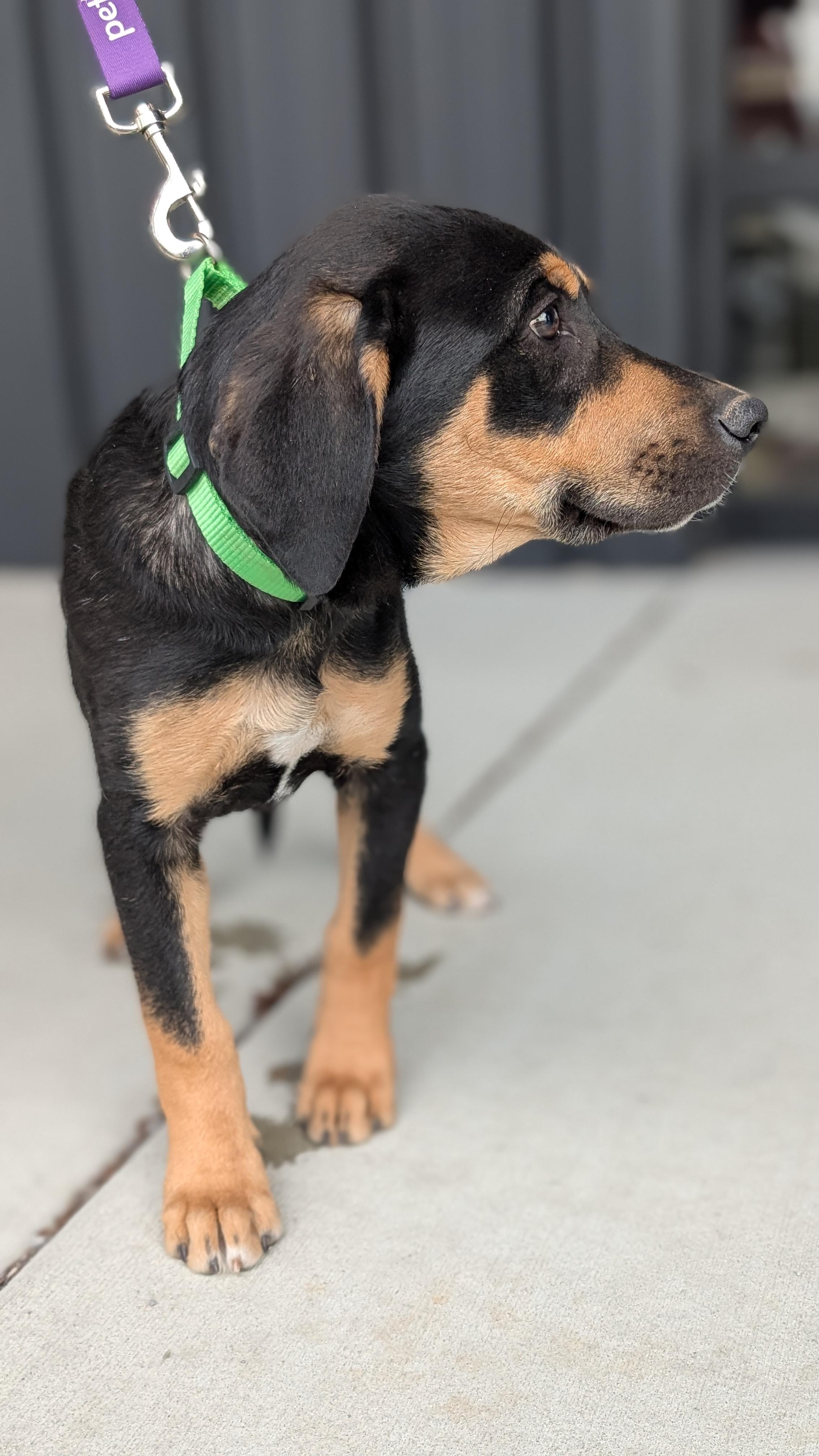 Enlarge Crater, a Adoptable mixed breed in Joppa, AL image 2/4