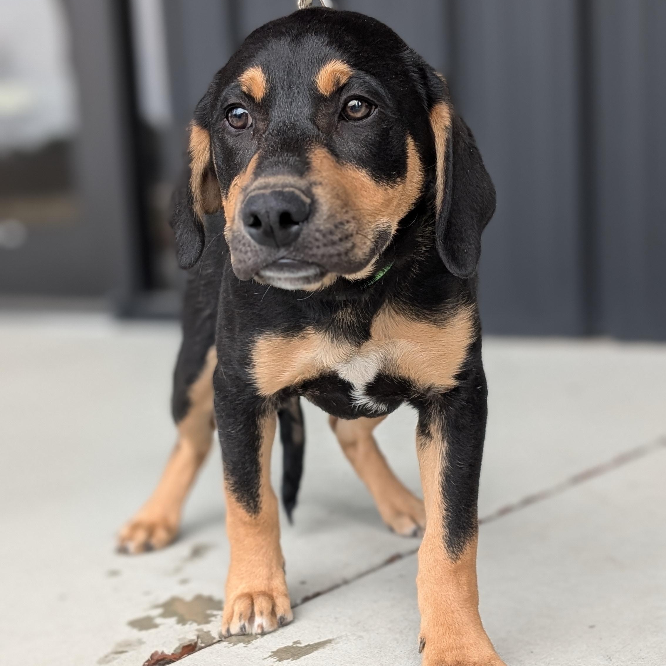 Enlarge Crater, a Adoptable mixed breed in Joppa, AL image 1/4