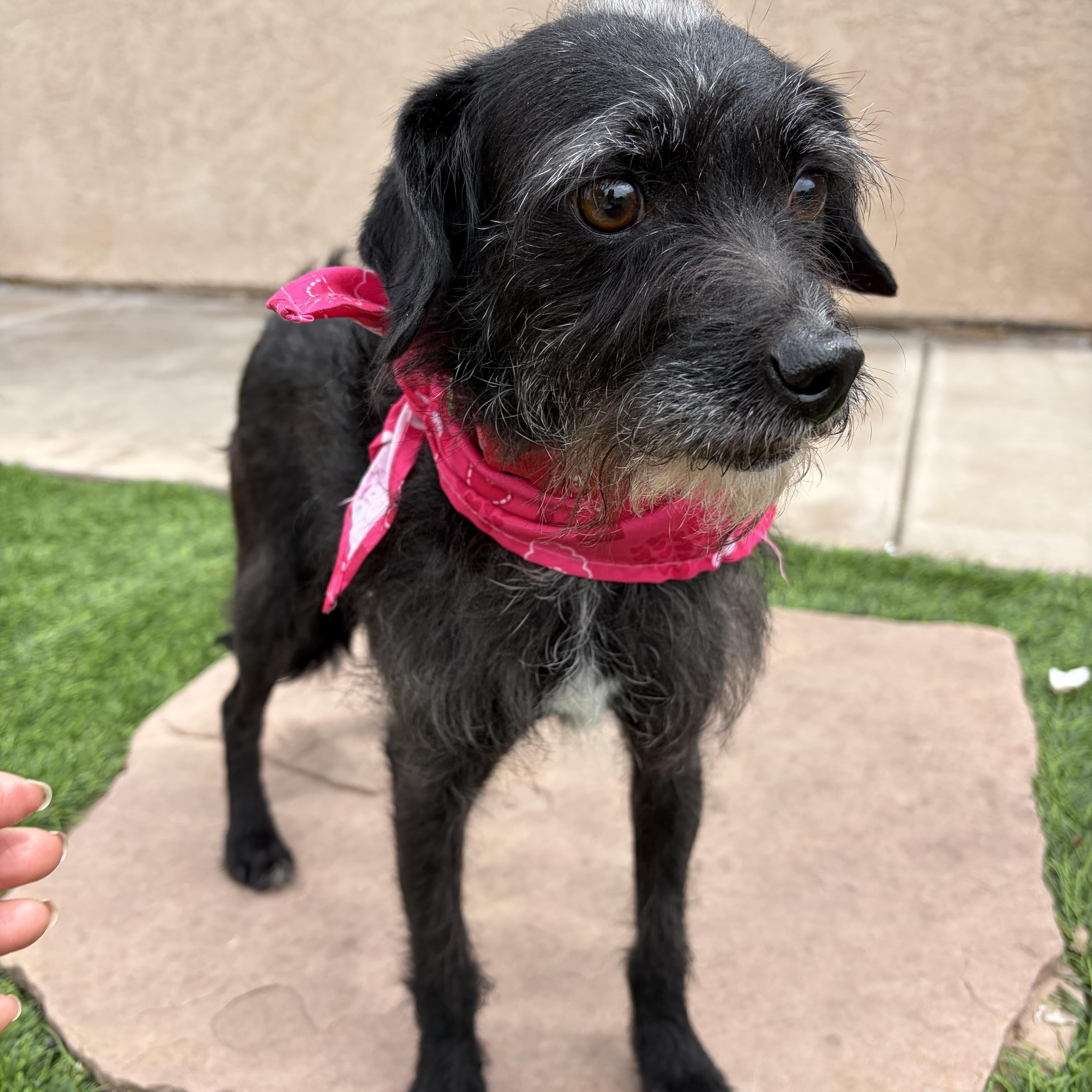 Luna-Lu, a ADOPTABLE mixed breed in Poway, CA image 3/5