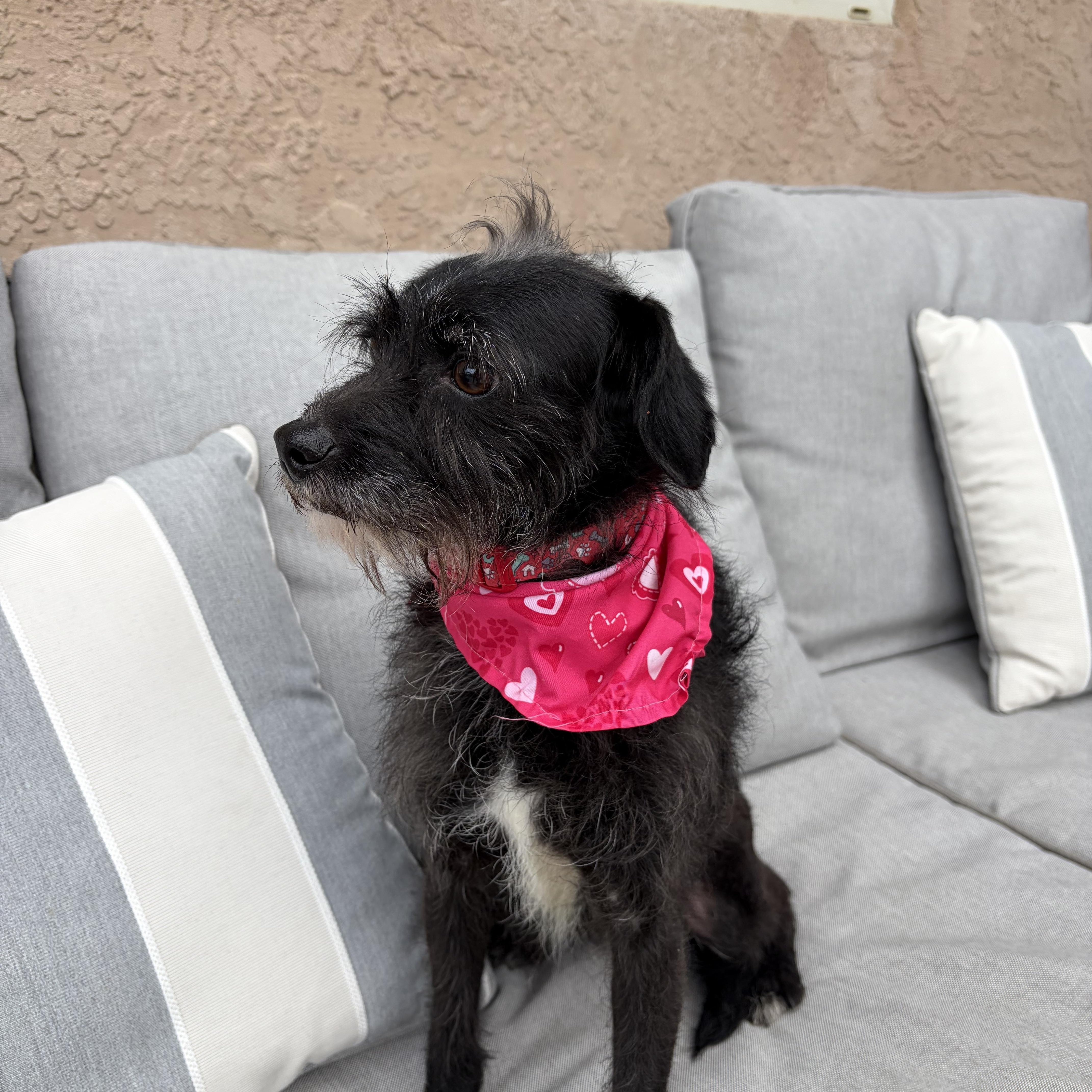 Luna-Lu, a ADOPTABLE mixed breed in Poway, CA image 2/5