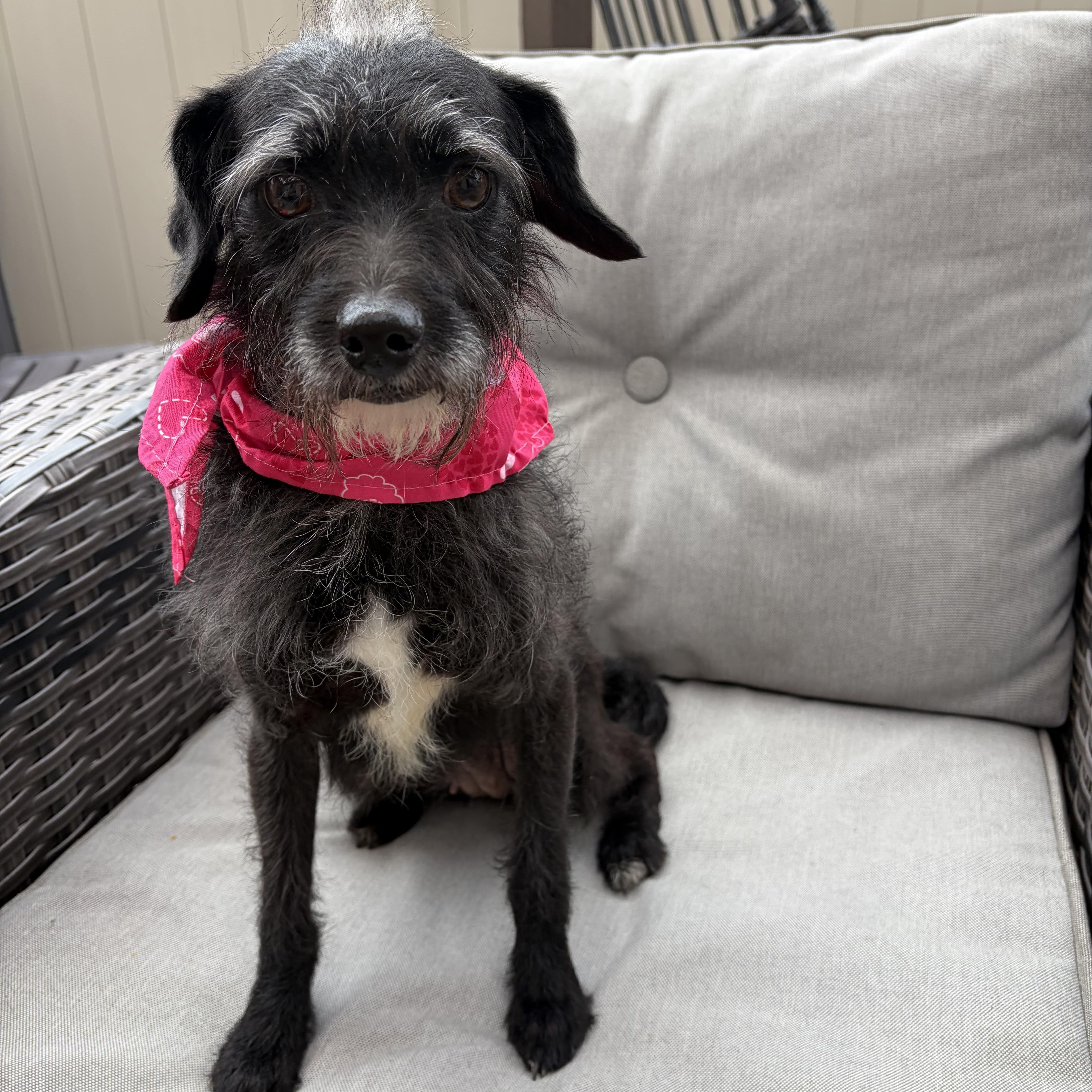 Luna-Lu, a ADOPTABLE mixed breed in Poway, CA image 1/5