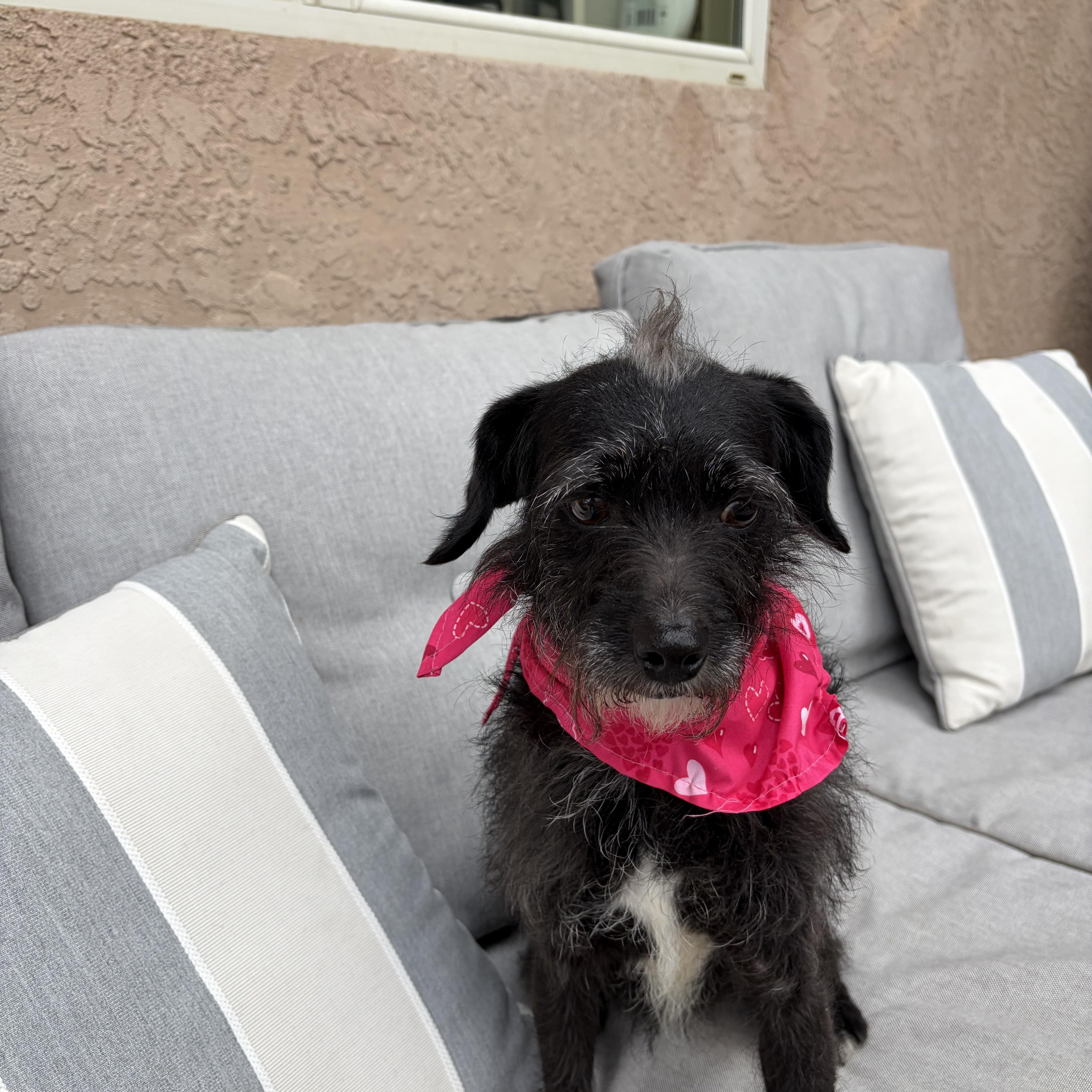 Luna-Lu, a ADOPTABLE mixed breed in Poway, CA image 4/5