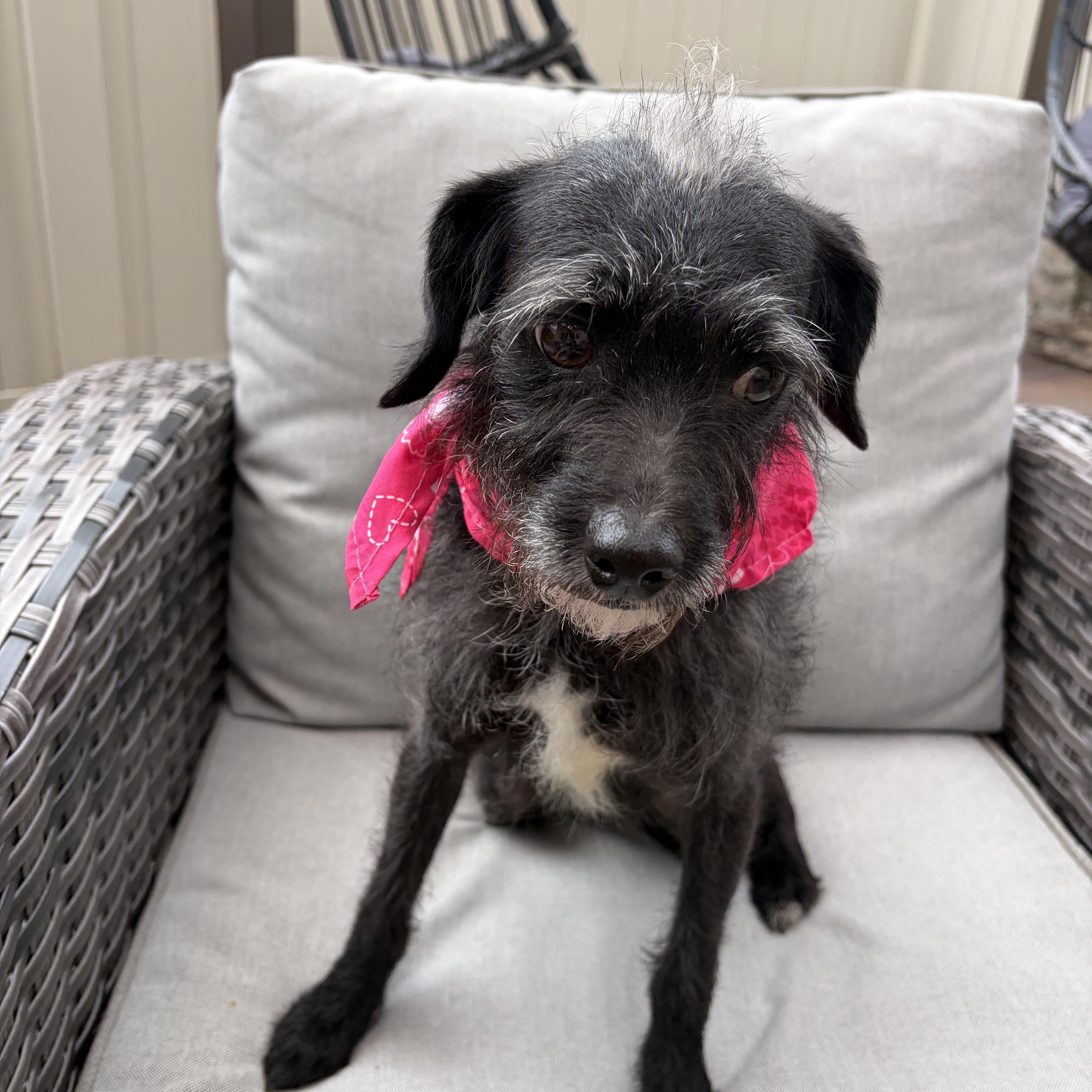 Luna-Lu, a ADOPTABLE mixed breed in Poway, CA image 5/5