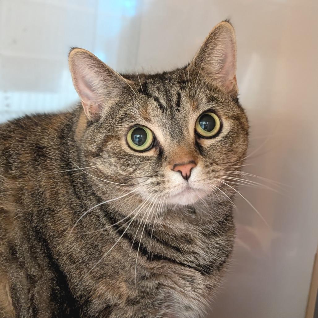 Large Marge, Adoptable, Senior Female Domestic Short Hair.