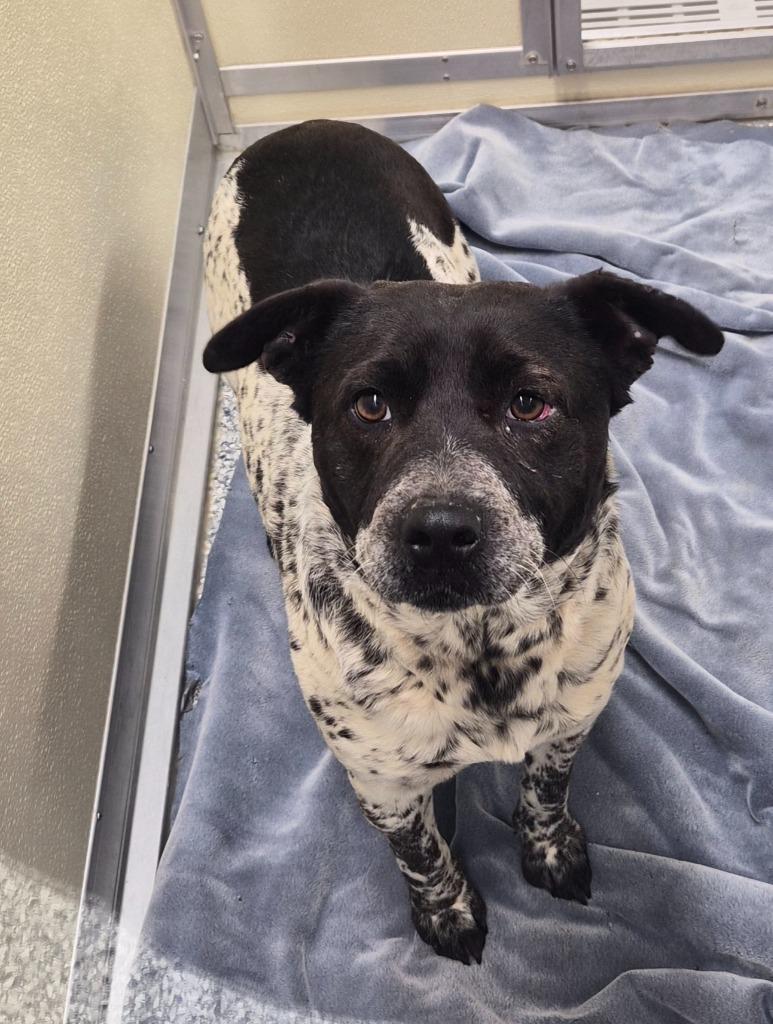 Stormie, Adoptable, Adult Female Terrier.