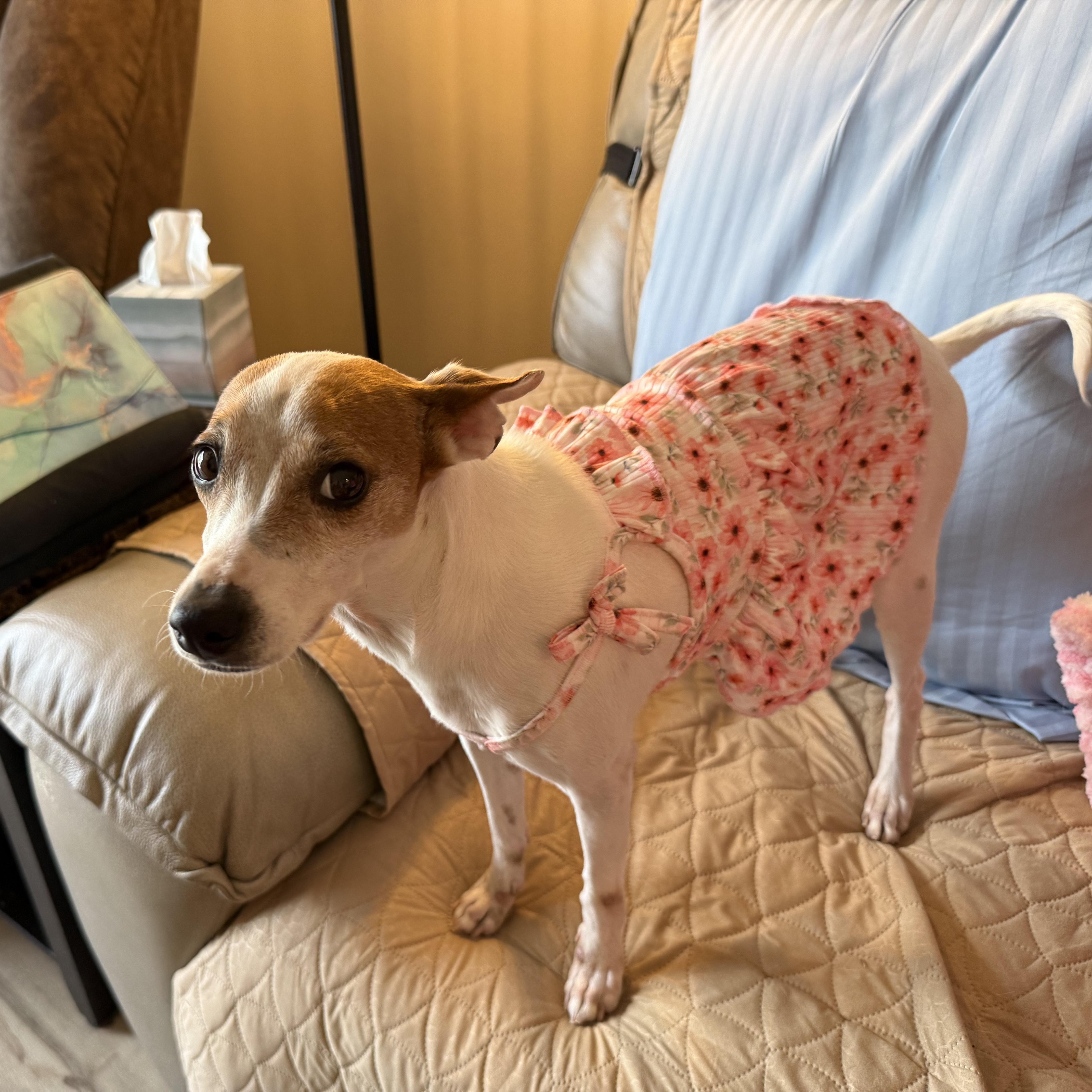 Maddie, an adoptable Mixed Breed in Palm Bay, FL image 3/6