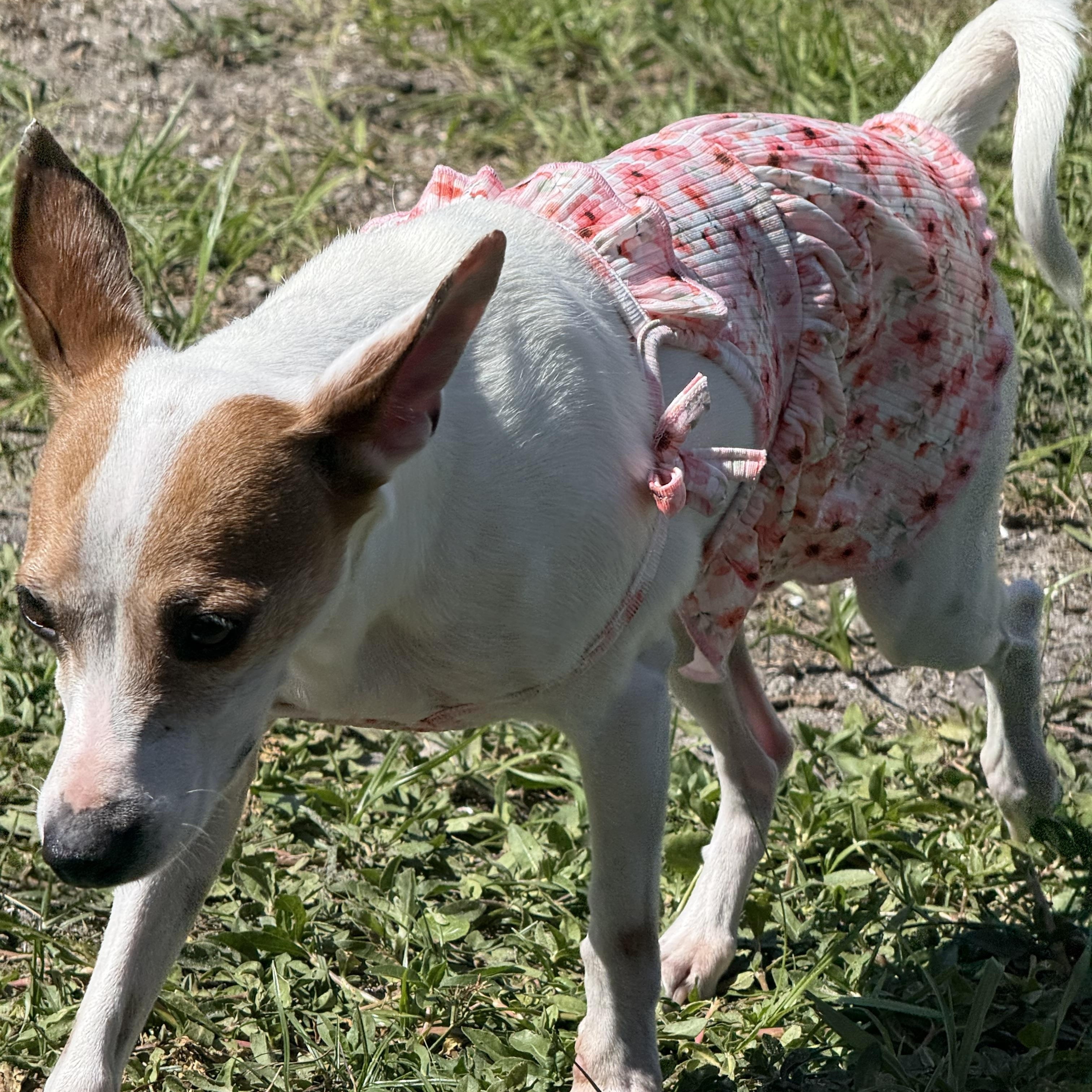 Maddie, an adoptable Mixed Breed in Palm Bay, FL image 5/6