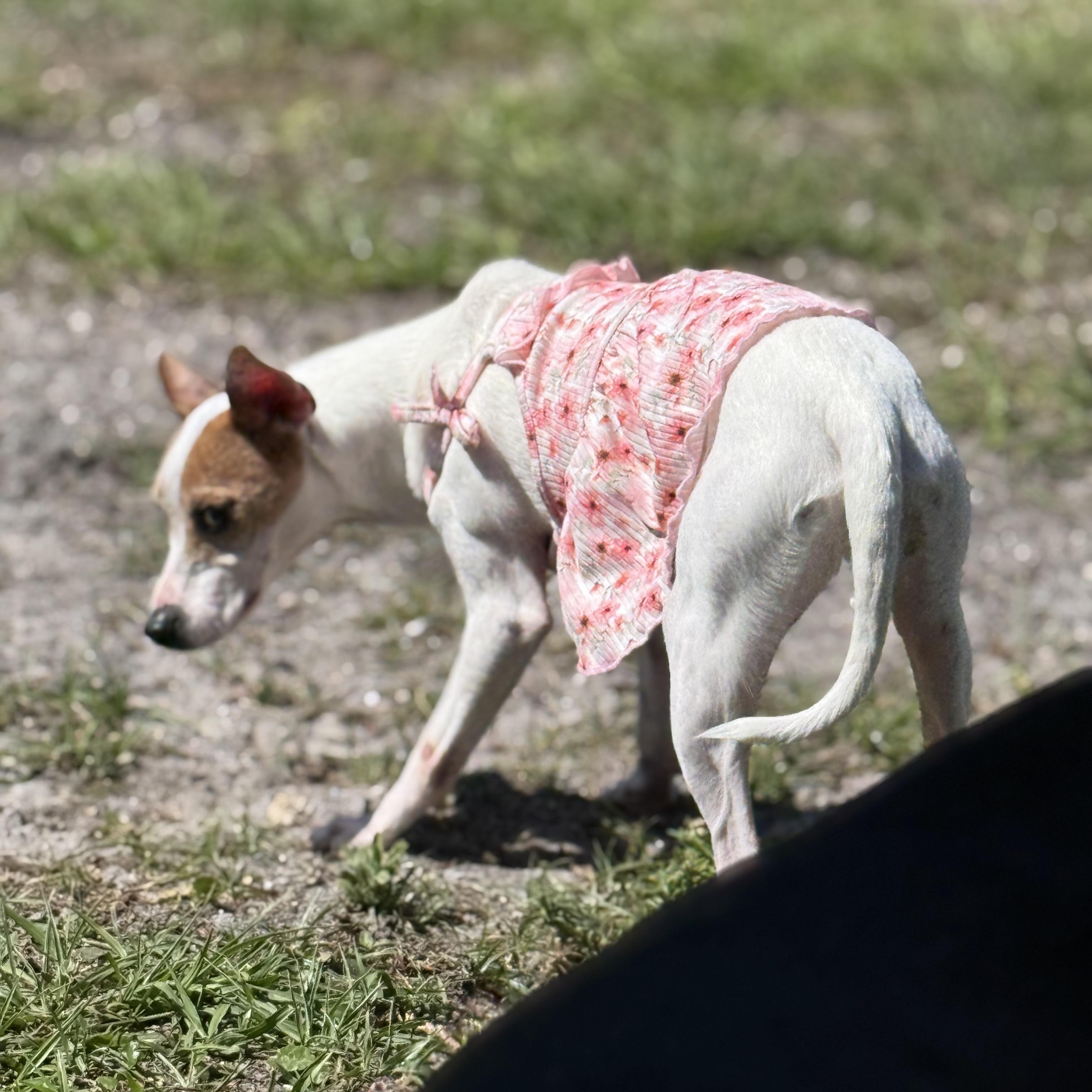 Maddie, an adoptable Mixed Breed in Palm Bay, FL image 4/6