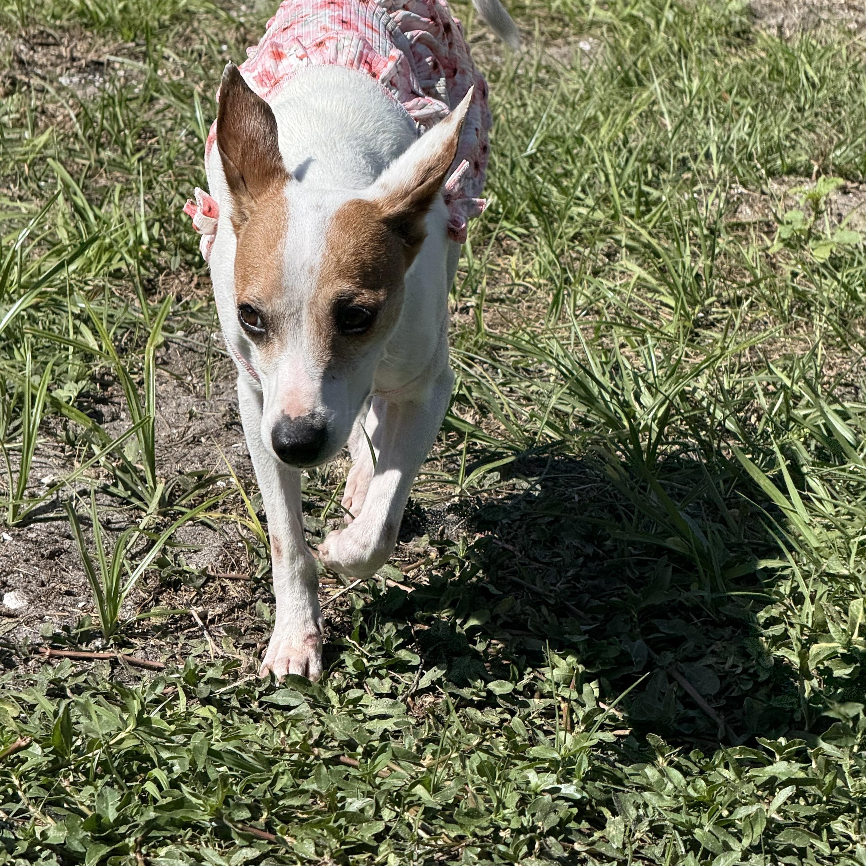 Maddie, an adoptable Mixed Breed in Palm Bay, FL image 2/6