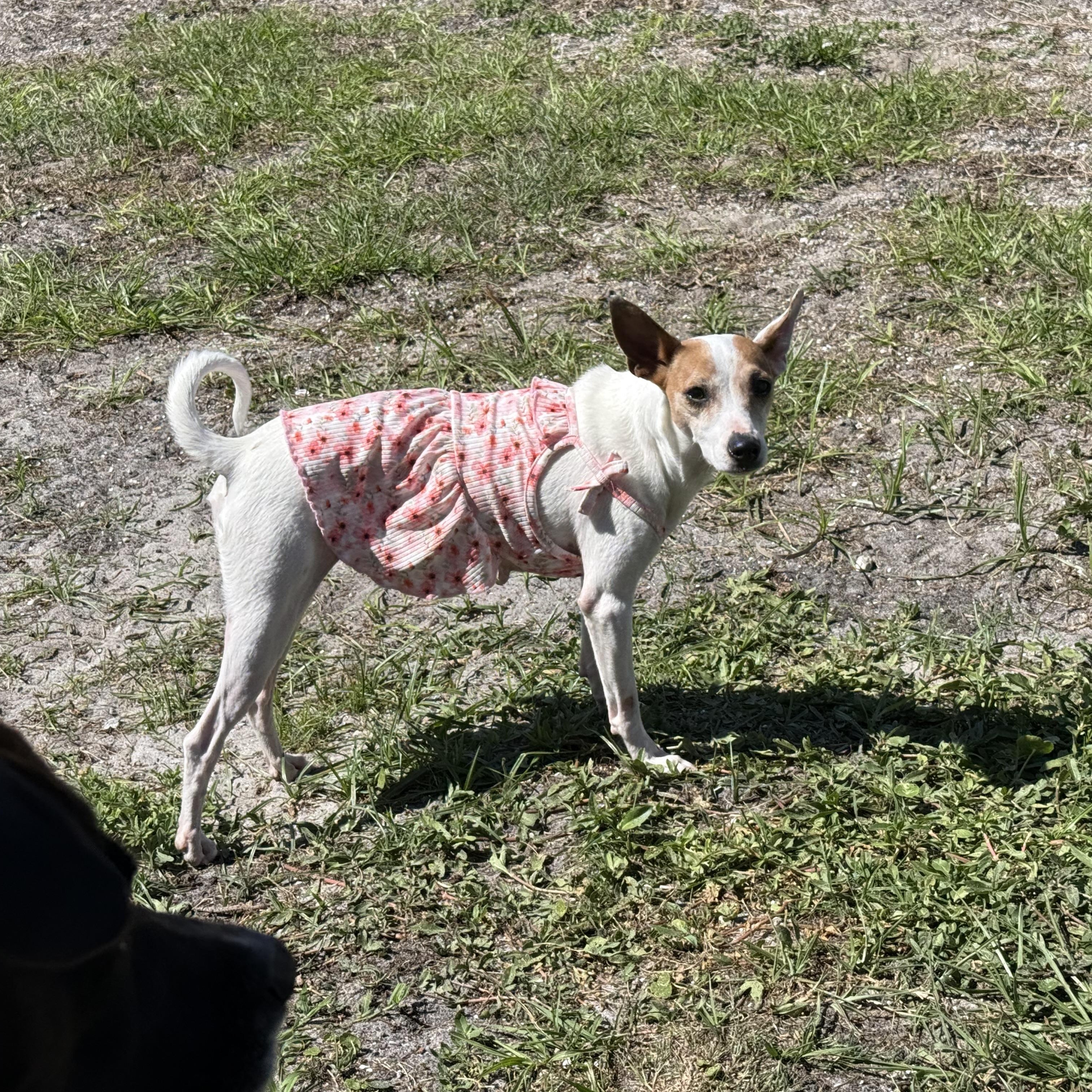 Maddie, adoptable, Young Female Mixed Breed.
