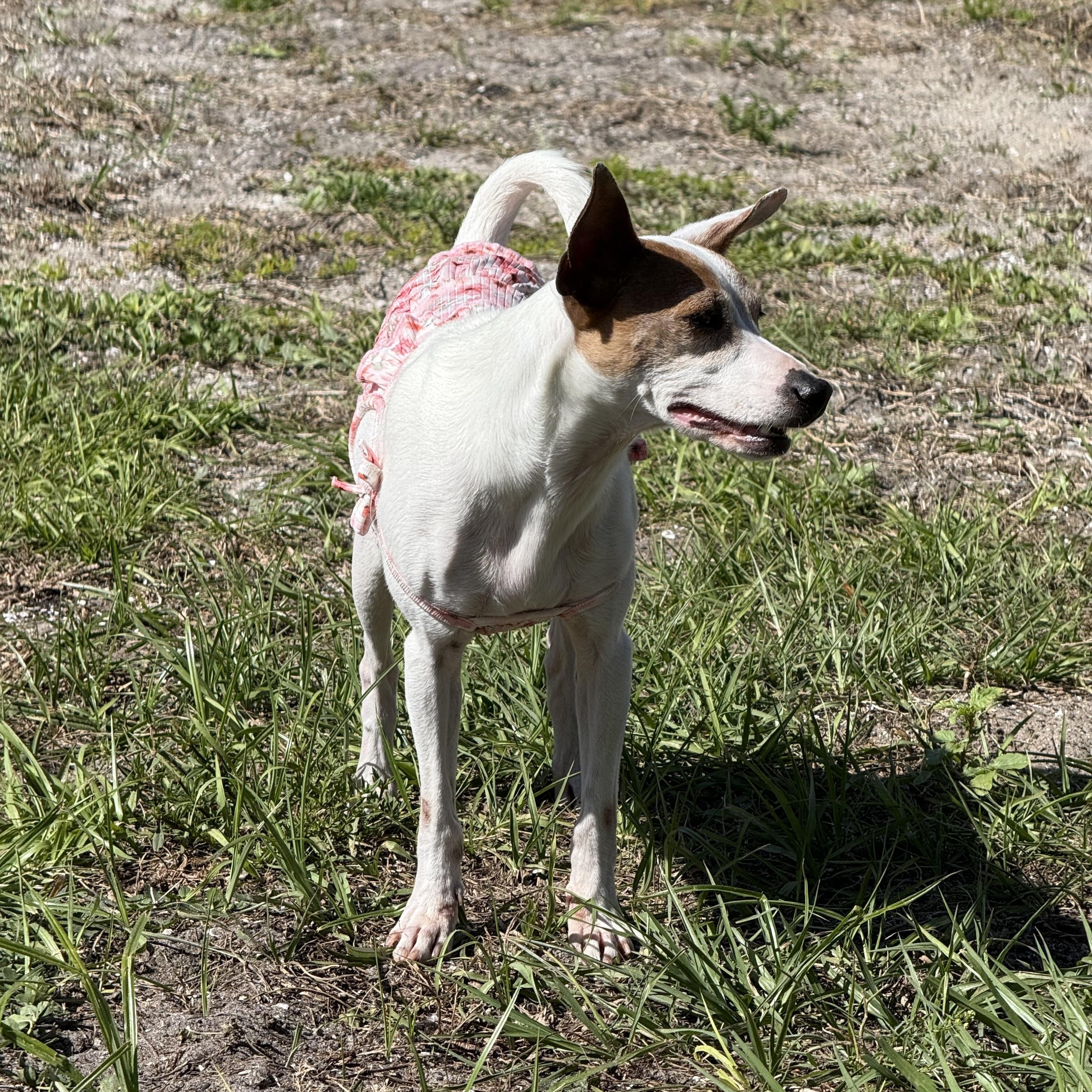 Maddie, an adoptable Mixed Breed in Palm Bay, FL image 6/6