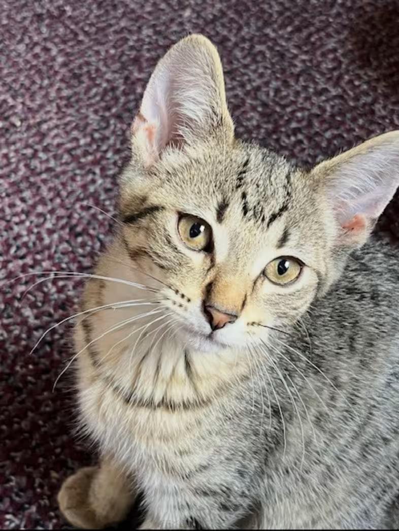 Loki, Adoptable, Young Male Domestic Short Hair.
