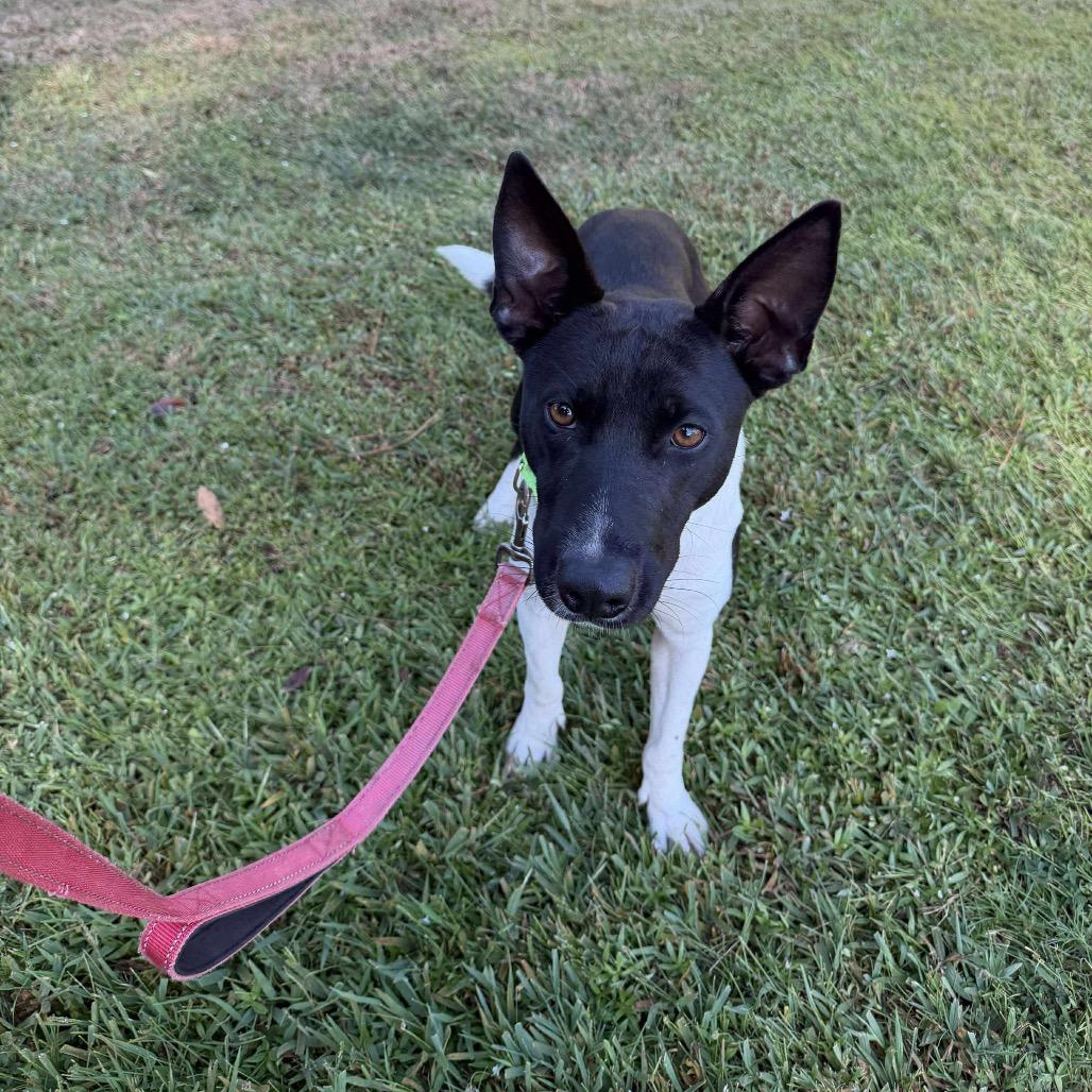 Pinta, Adoptable, Adult Female Smooth Collie & Cattle Dog.
