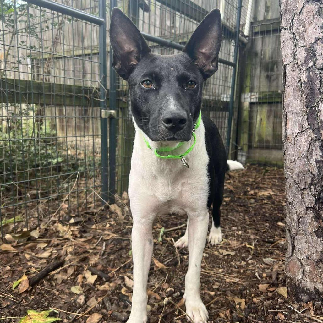 Pinta, a Adoptable mixed breed in South Bend, IN image 2/6