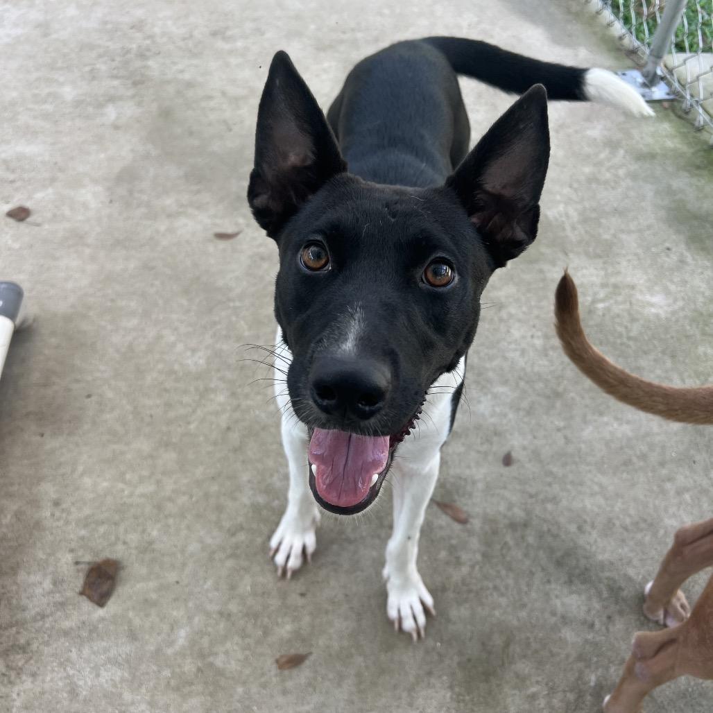 Pinta, a Adoptable mixed breed in South Bend, IN image 3/6