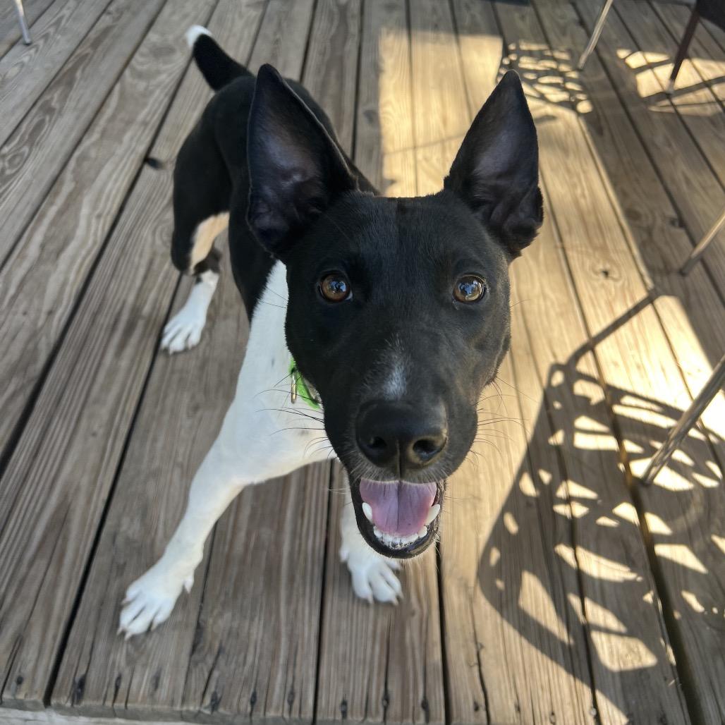 Pinta, a Adoptable mixed breed in South Bend, IN image 4/6