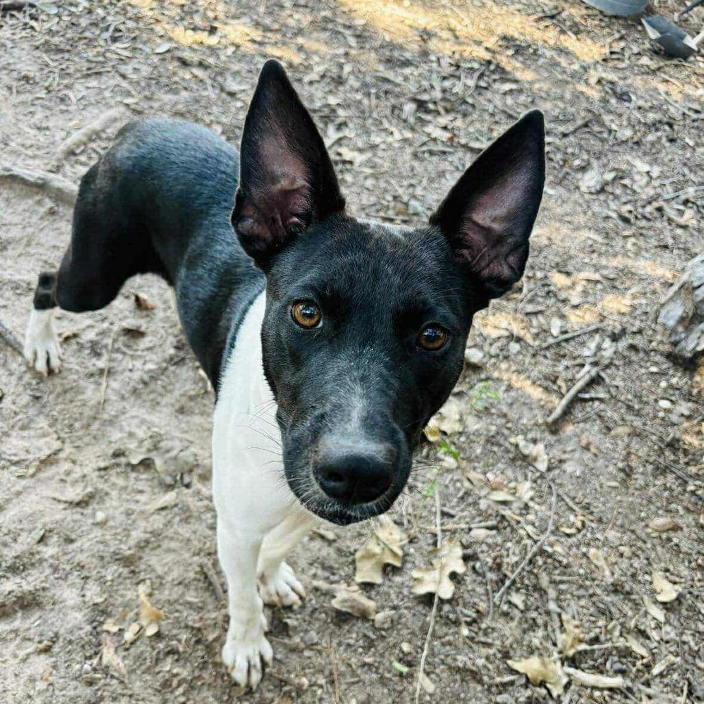 Pinta, a Adoptable mixed breed in South Bend, IN image 5/6