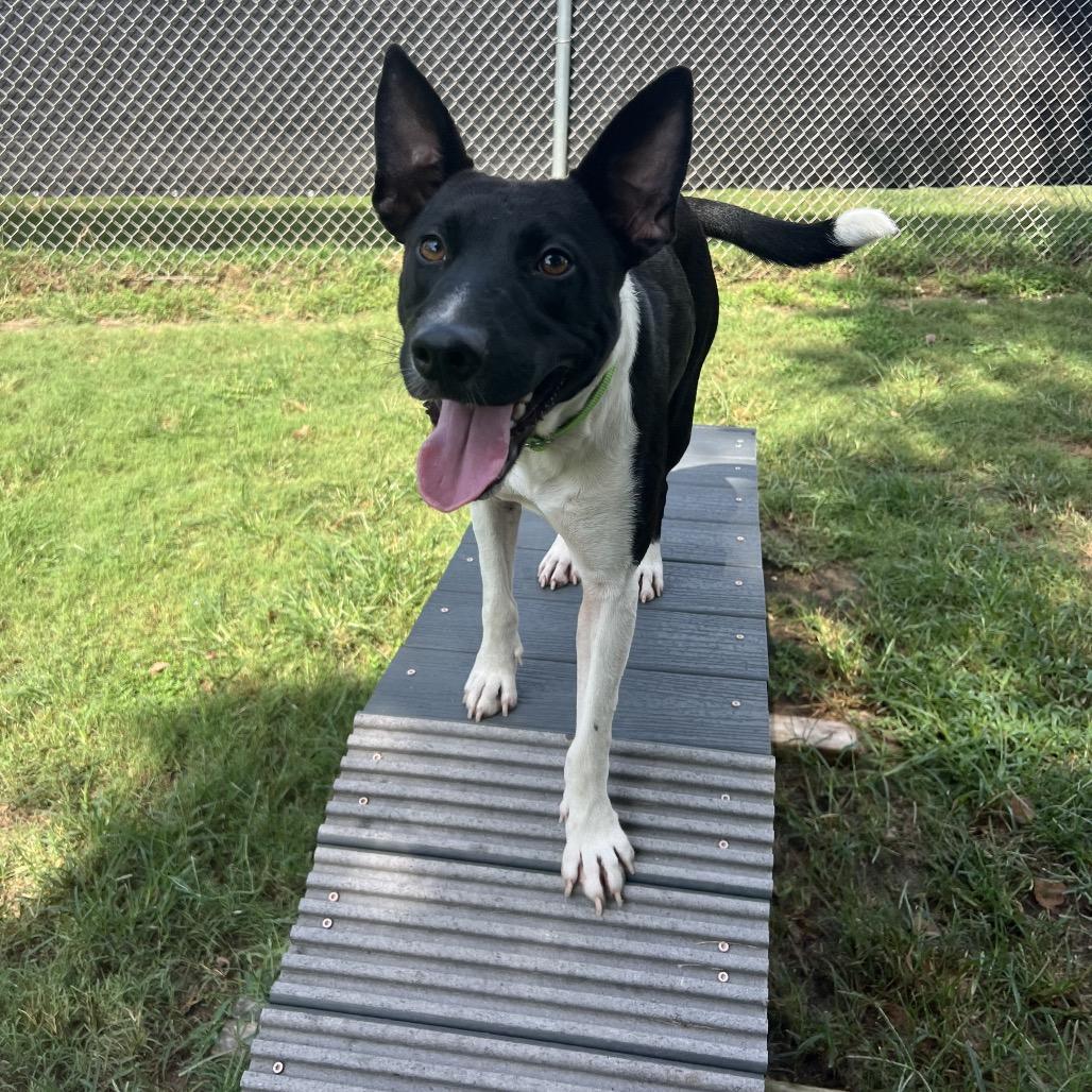 Pinta, a Adoptable mixed breed in South Bend, IN image 6/6