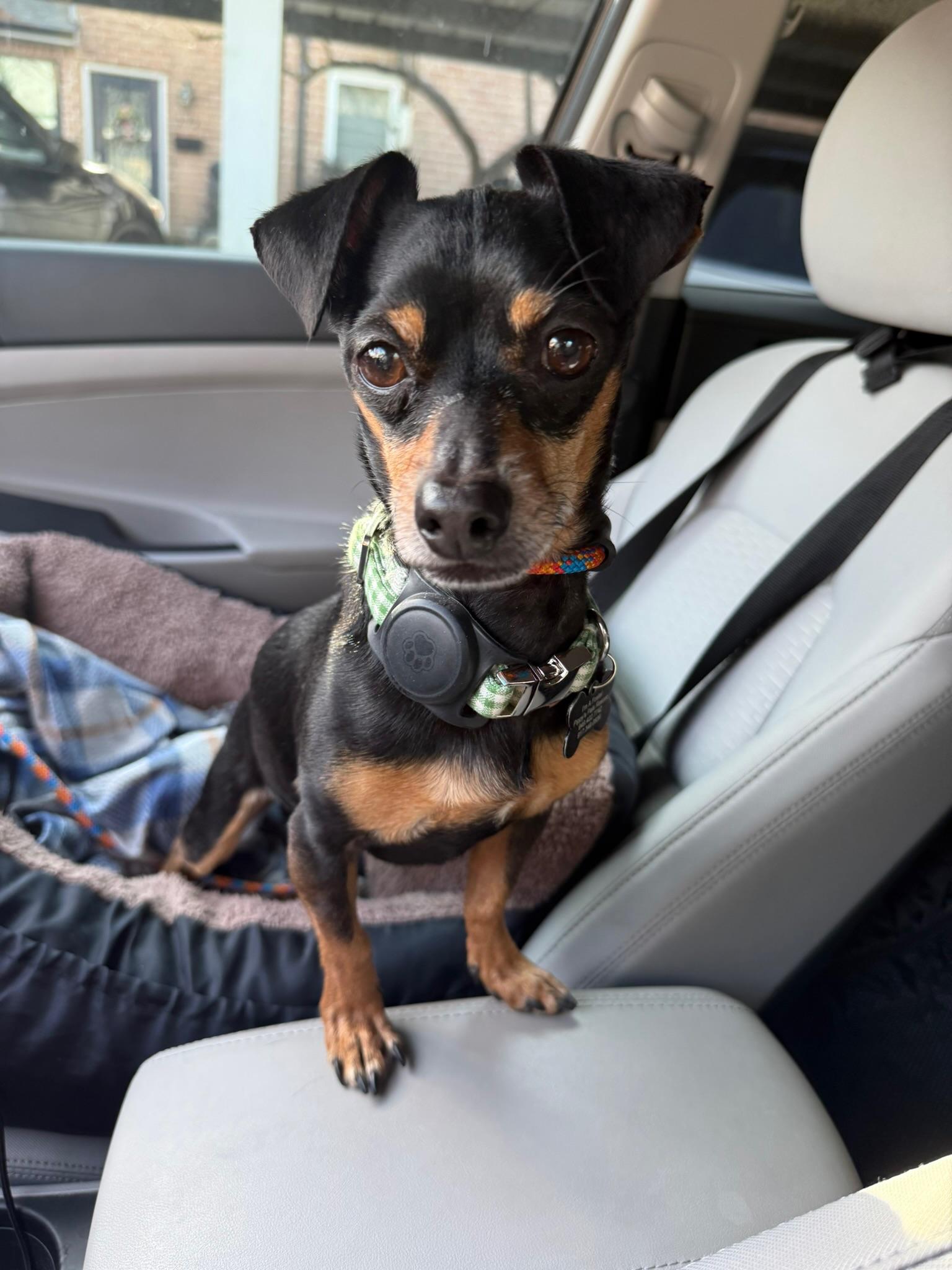 Enlarge Snickerdoodle, a Adoptable mixed breed in Boise, ID image 2/6