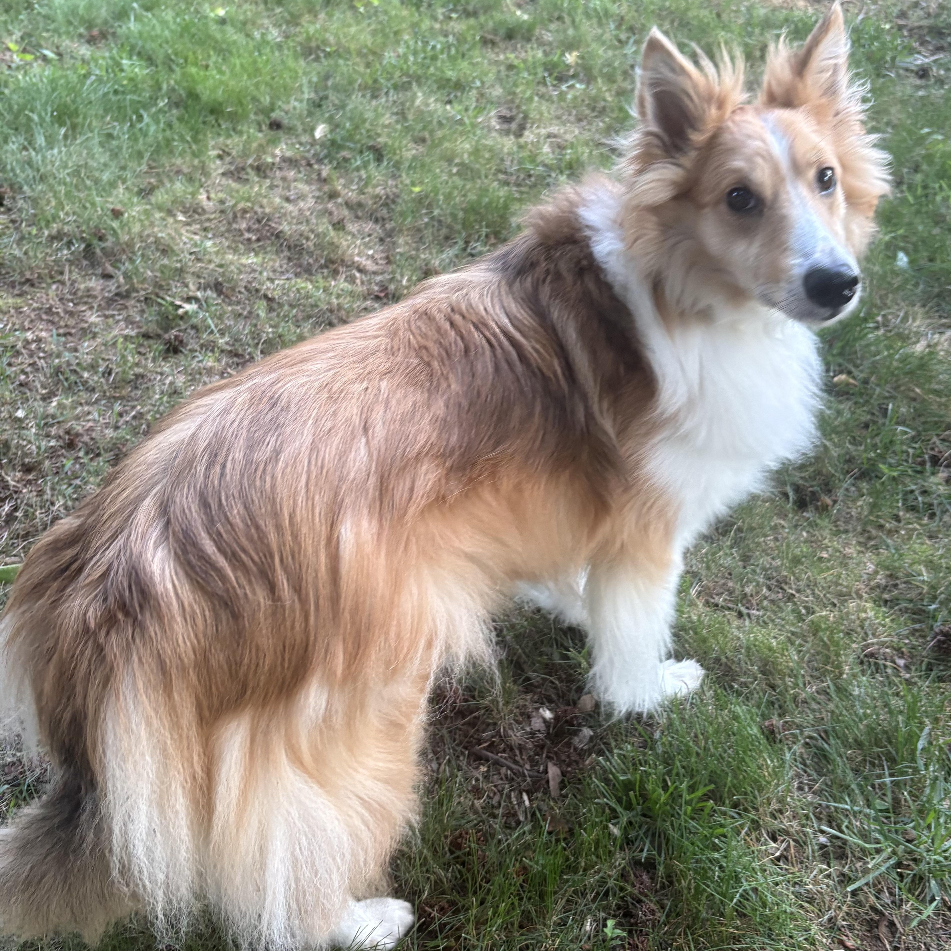 Enlarge Muggle, an adoptable Shetland Sheepdog / Sheltie in Charlotte, NC image 2/2