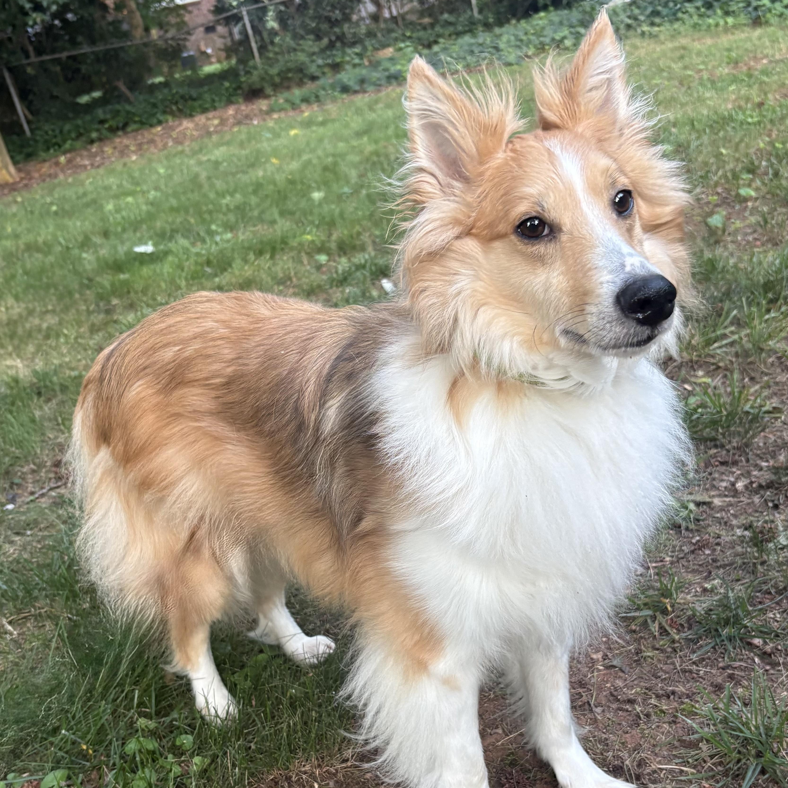 Enlarge Muggle, an adoptable Shetland Sheepdog / Sheltie in Charlotte, NC image 1/2