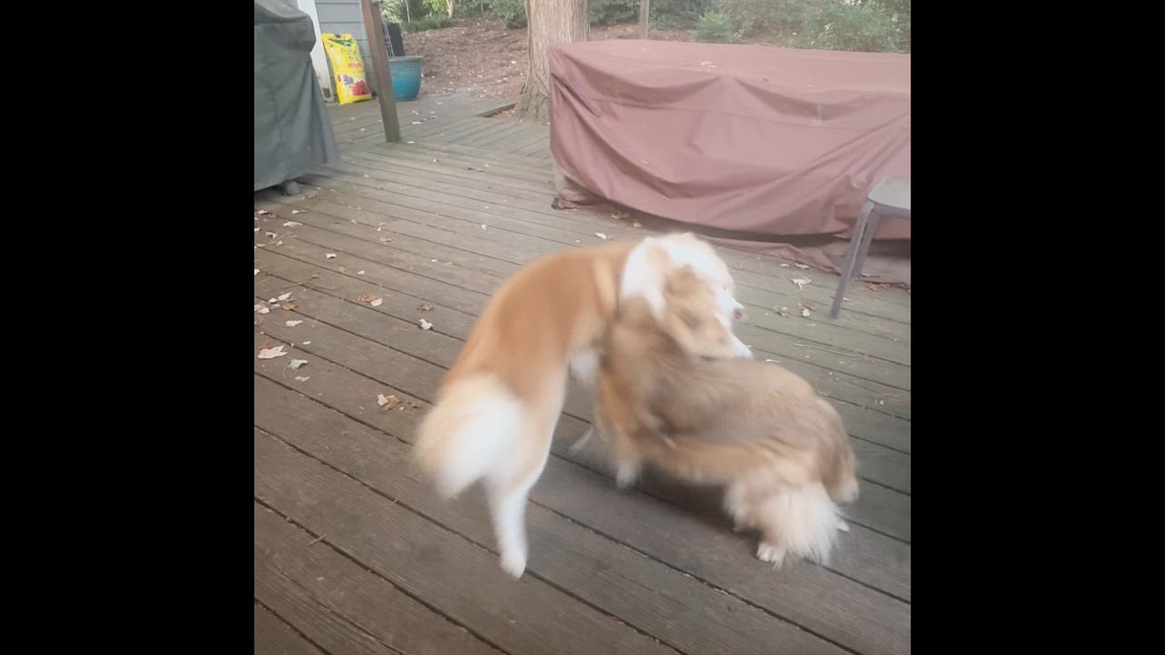 Enlarge Muggle, an adoptable Shetland Sheepdog / Sheltie in Charlotte, NC video 3/3