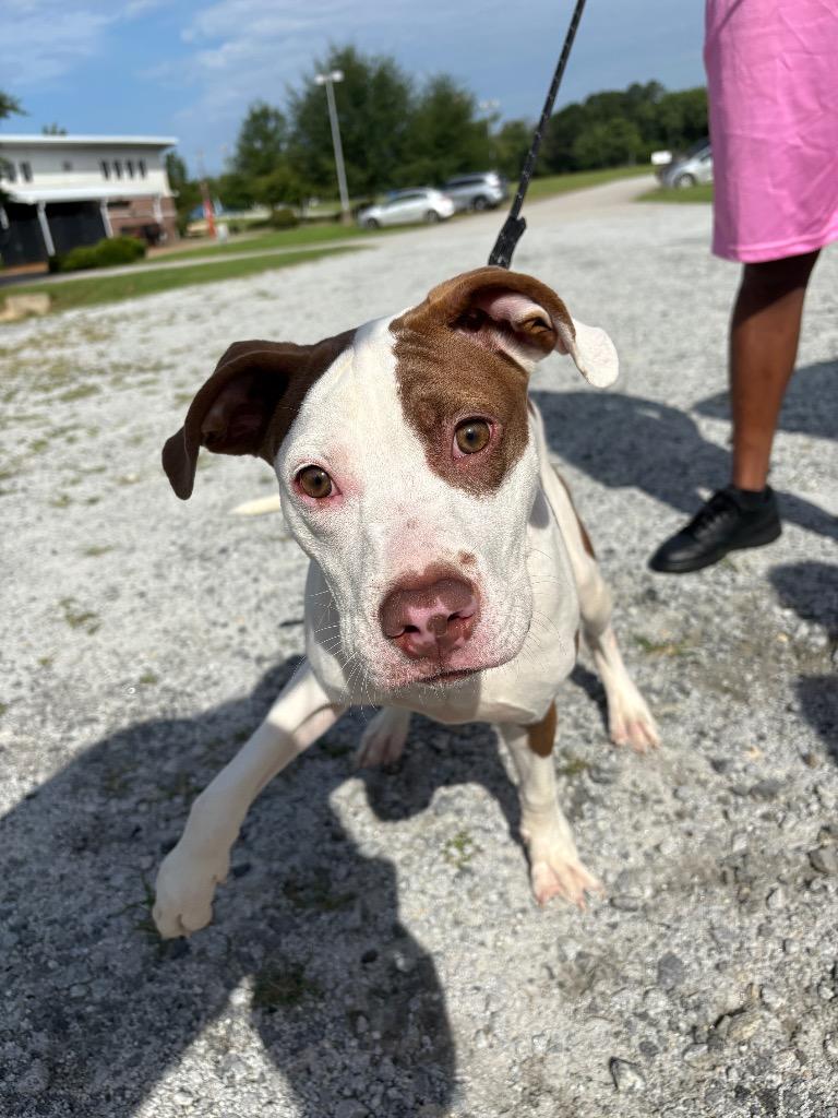Rocko, adopted, Puppy Male Pit Bull Terrier.