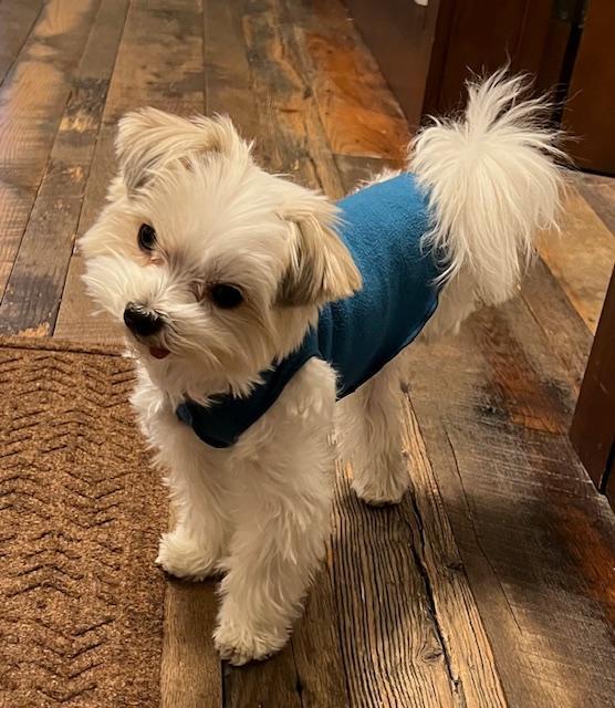 Yuki, Adopted, Adult Male Maltese.