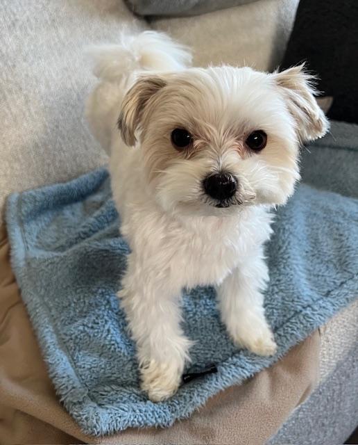 Enlarge Yuki, a Adopted Maltese in Yonkers, NY image 2/3