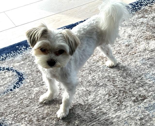 Enlarge Yuki, a Adopted Maltese in Yonkers, NY image 3/3