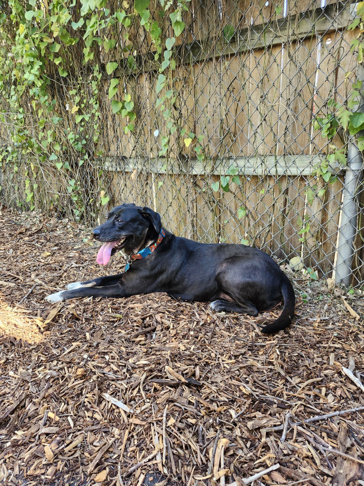 Enlarge Luna, a Adoptable Mixed Breed in Lago Vista, TX image 2/3