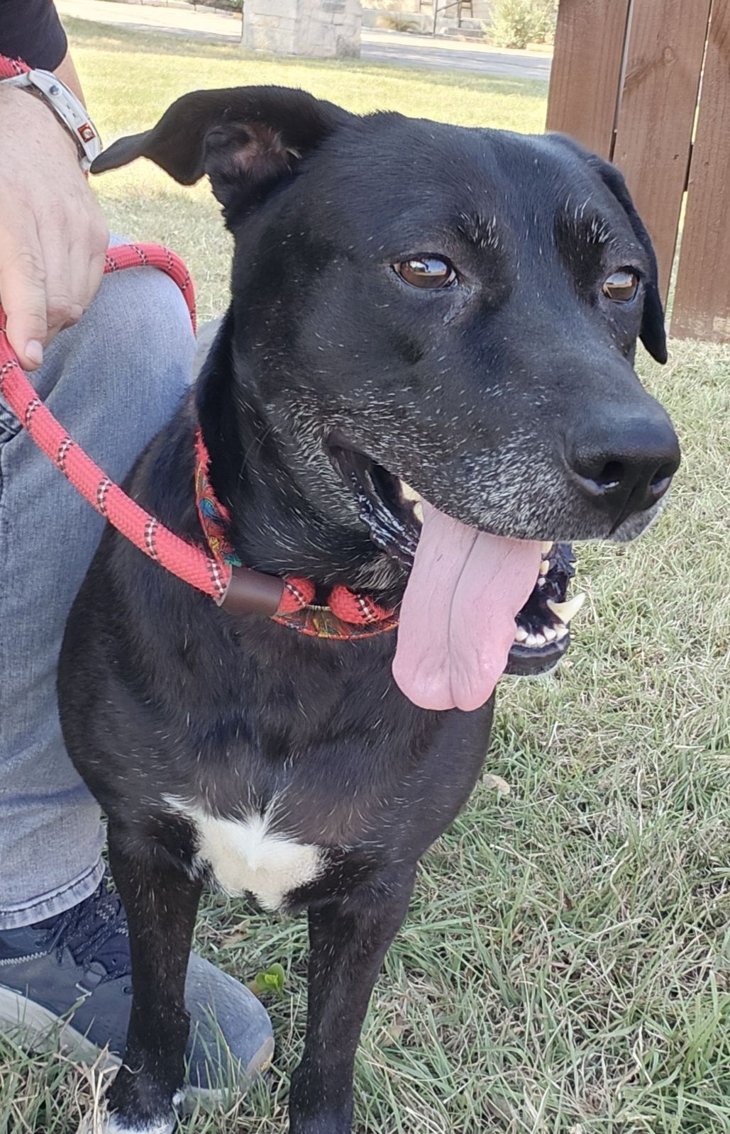 Luna, Adoptable, Adult Female Mixed Breed.